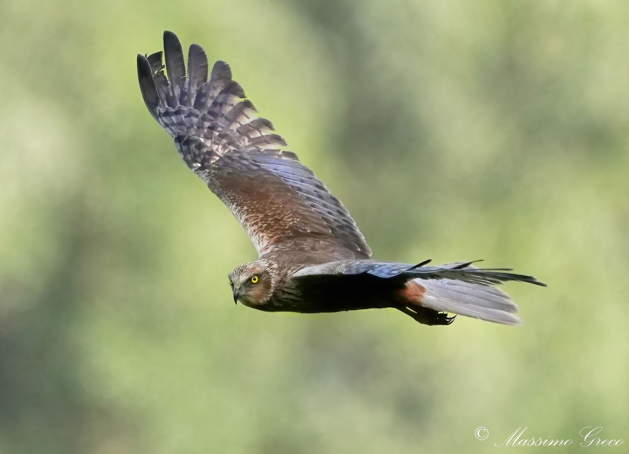 Male Marsh Falcon (Circus aeruginosus)