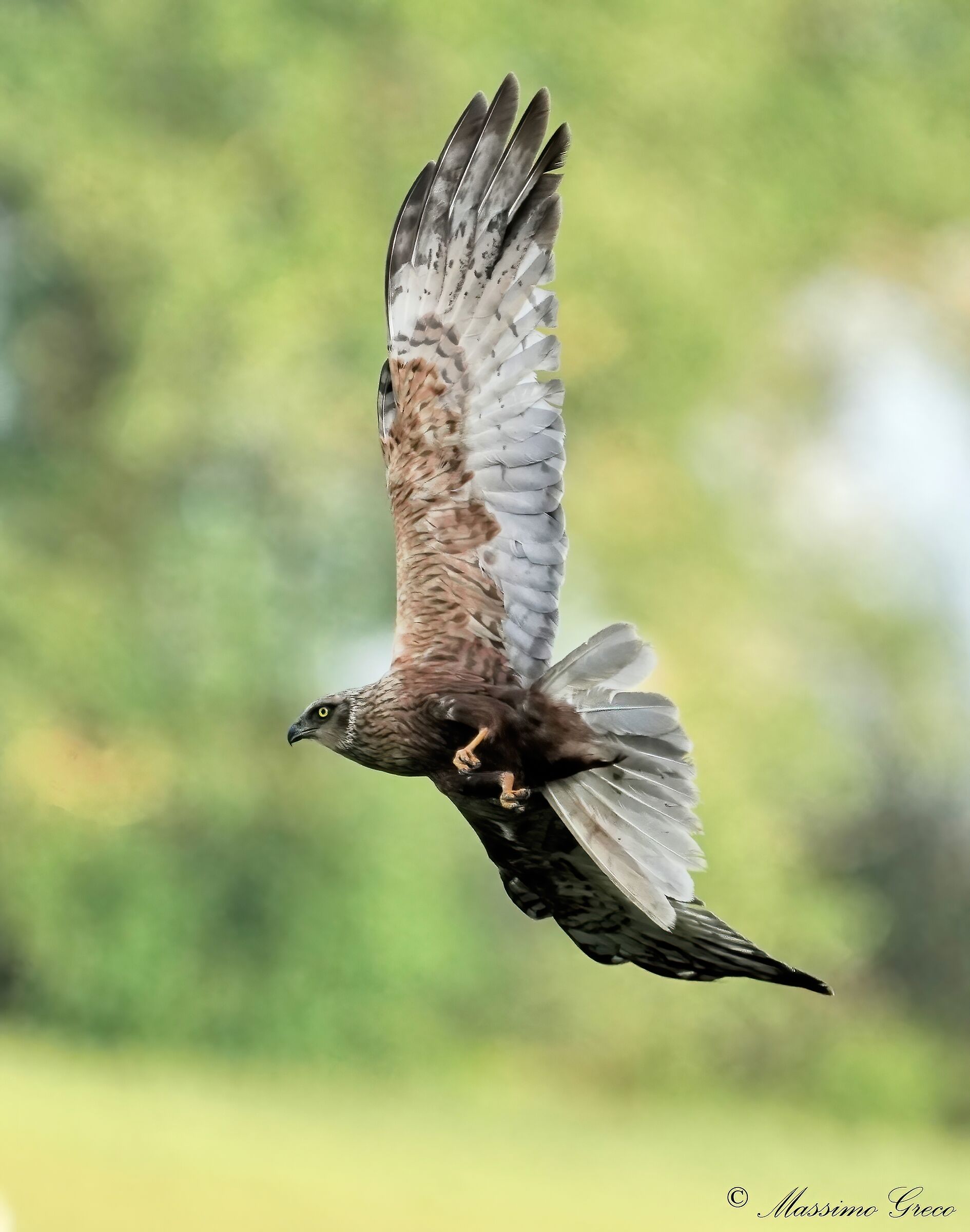 Male Marsh Falcon (Circus aeruginosus)