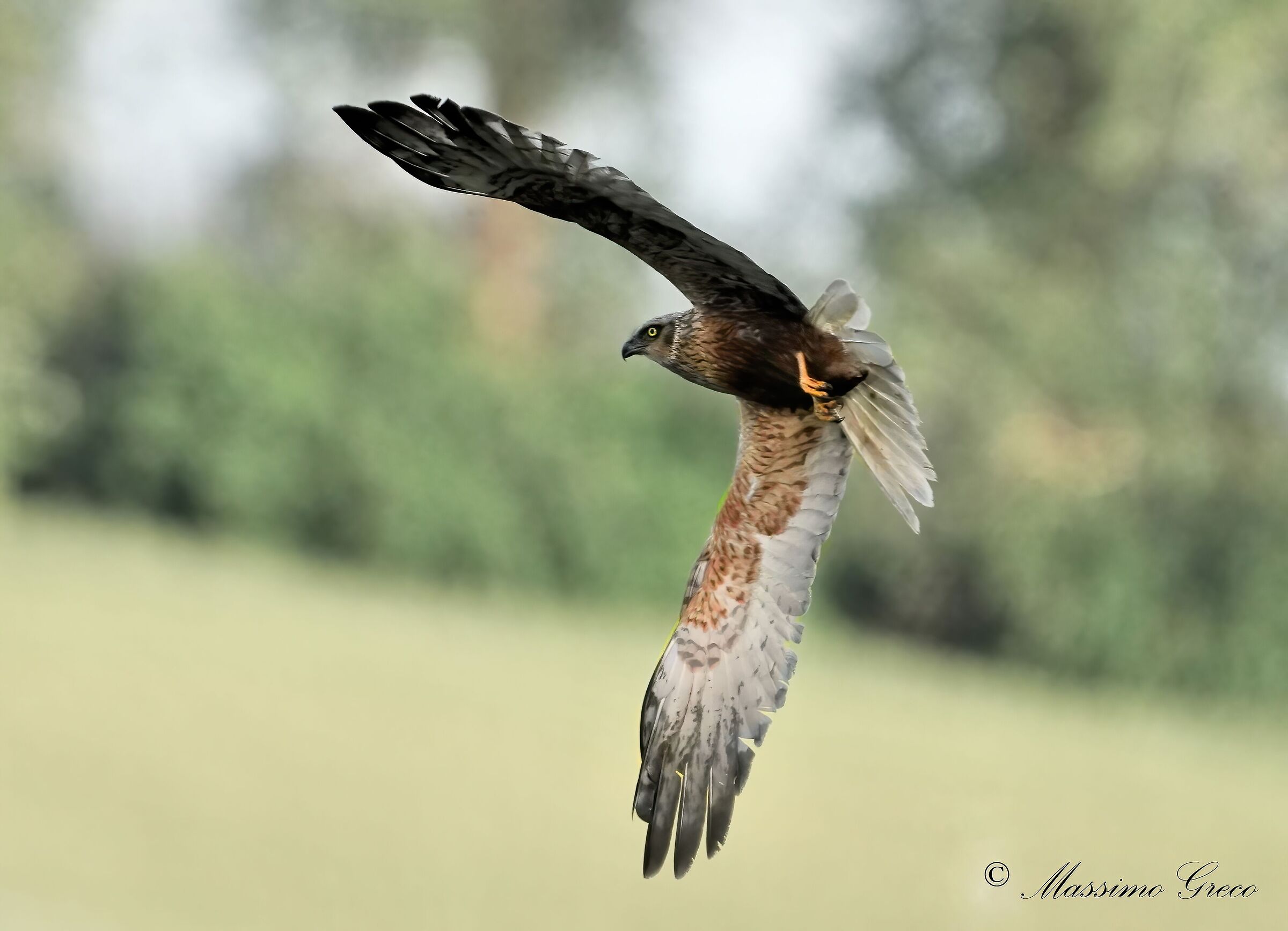 Male Marsh Falcon (Circus aeruginosus)
