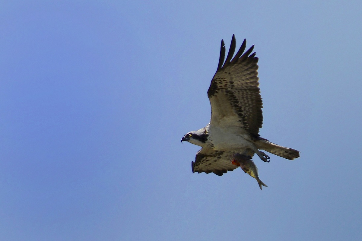 falco pescatore e ...pranzo