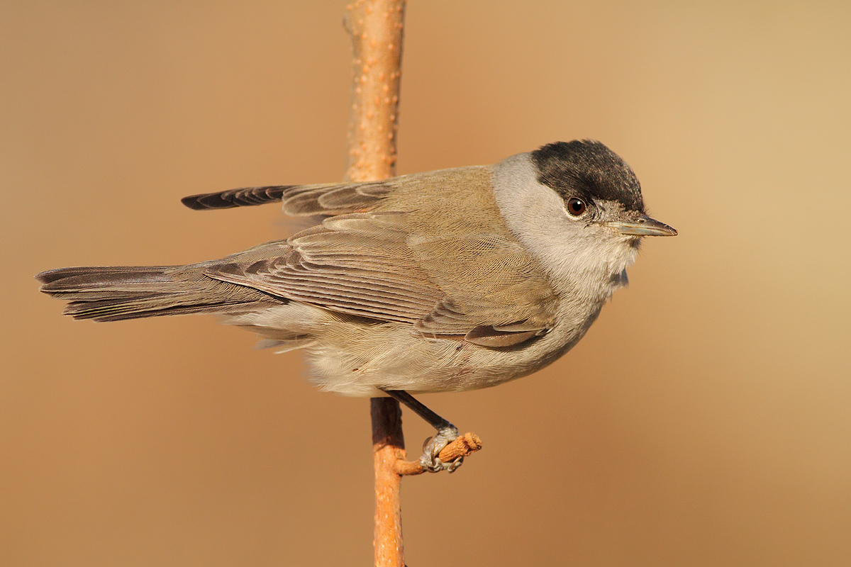Male blackcap