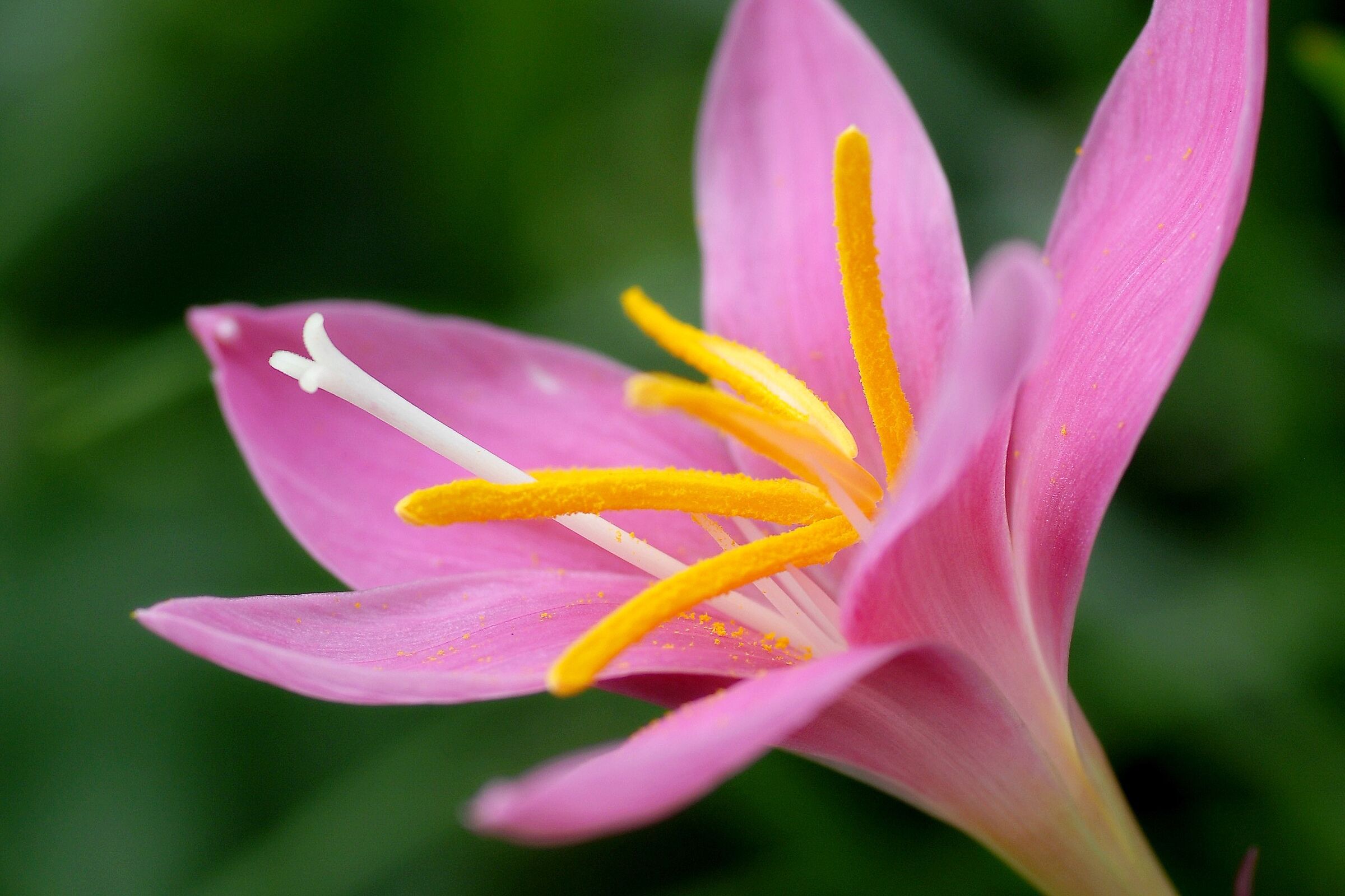Zephirantes Rosea or Rain Flower
