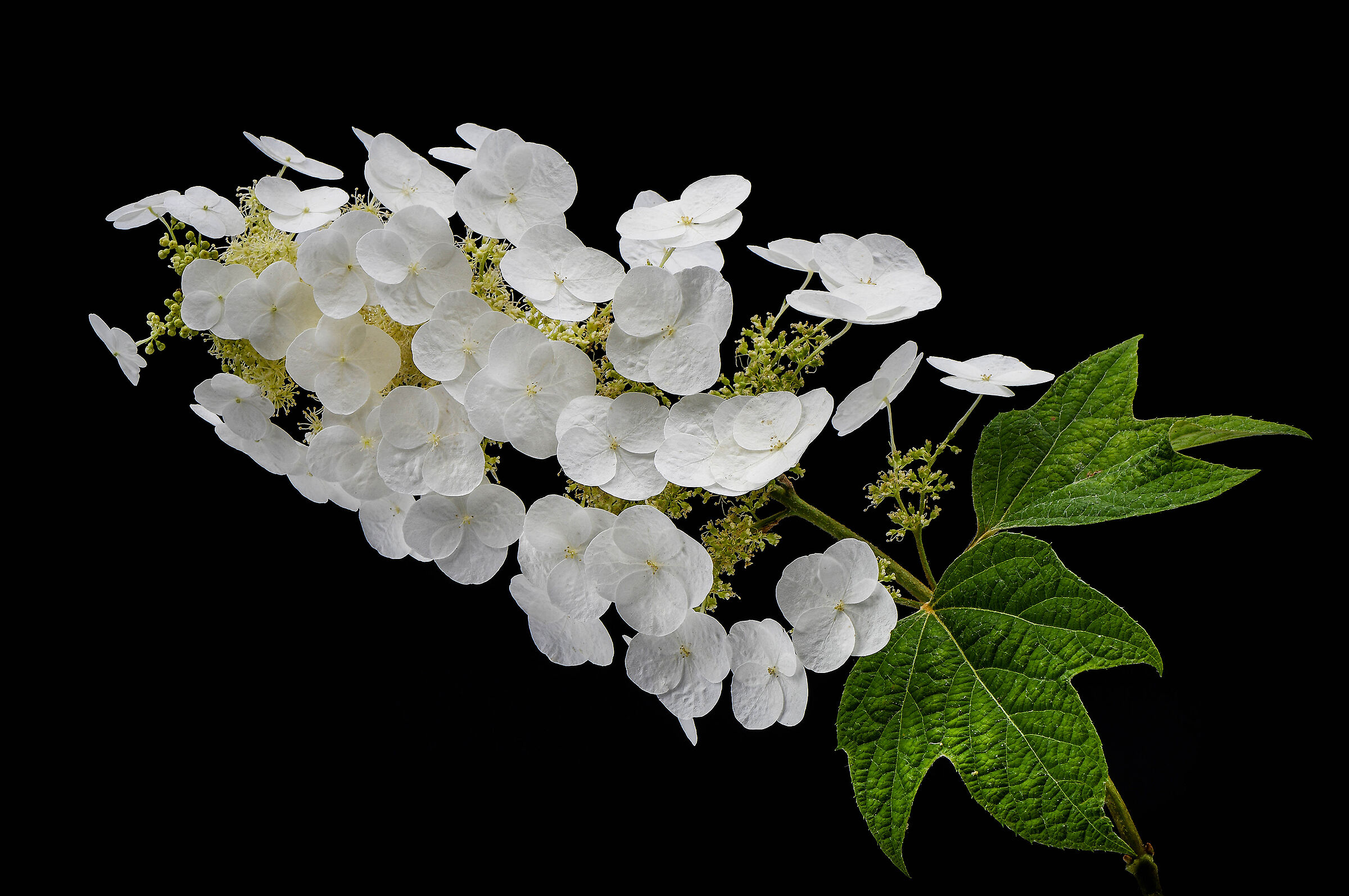 Hidrangea quercifoglia.