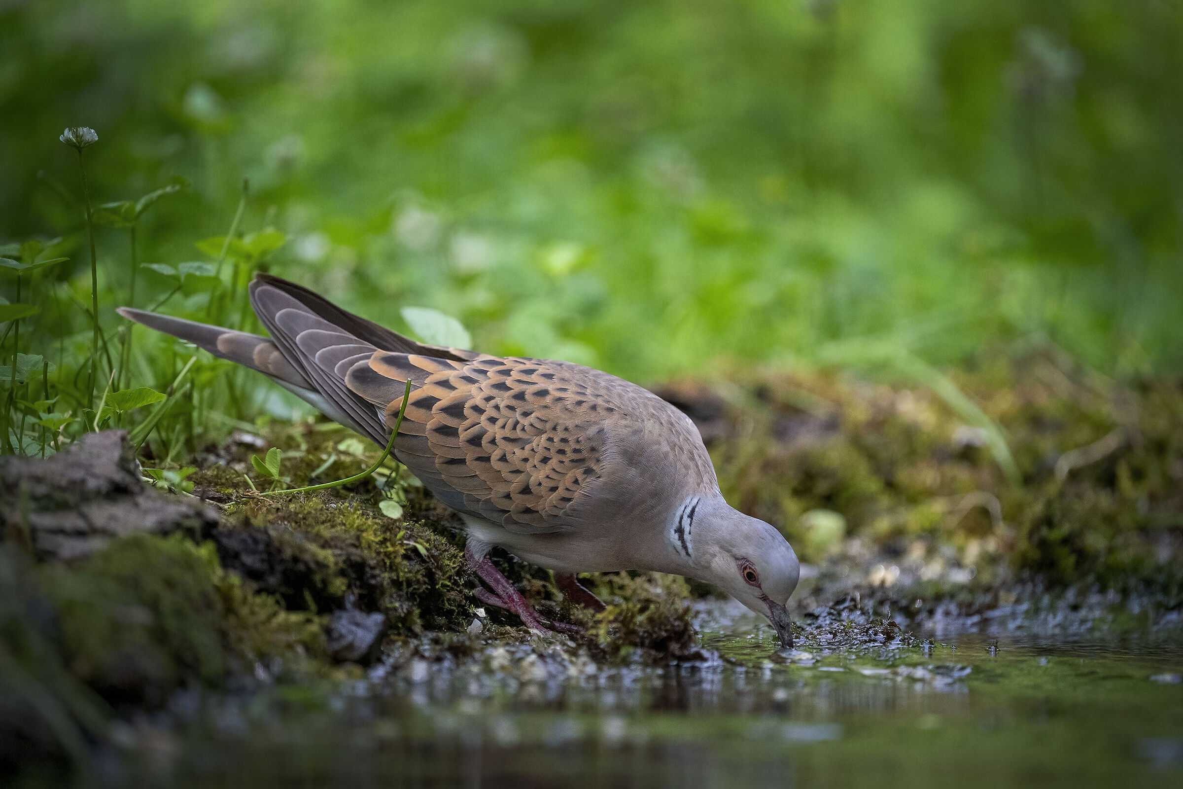 turtle dove