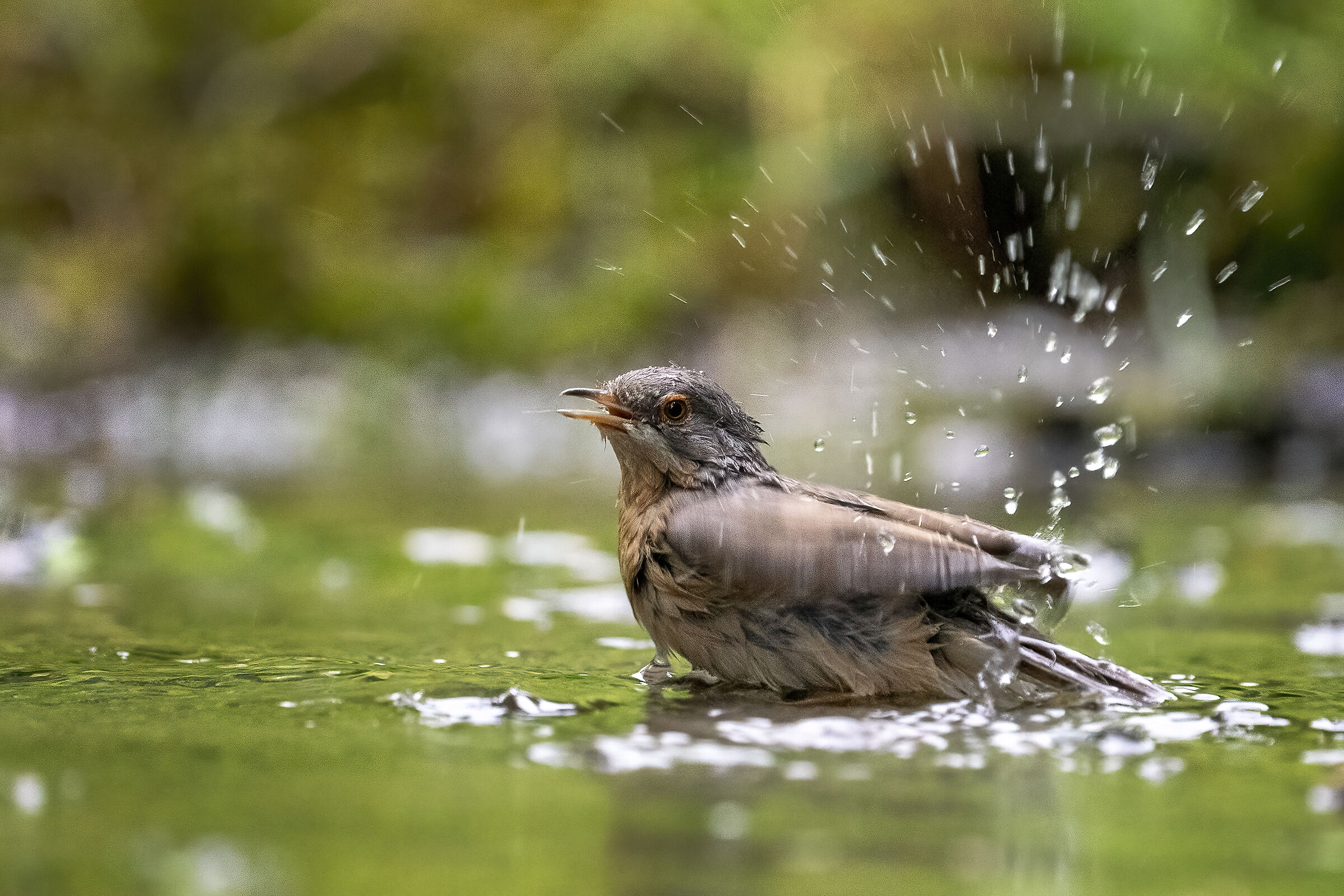 whitethroat