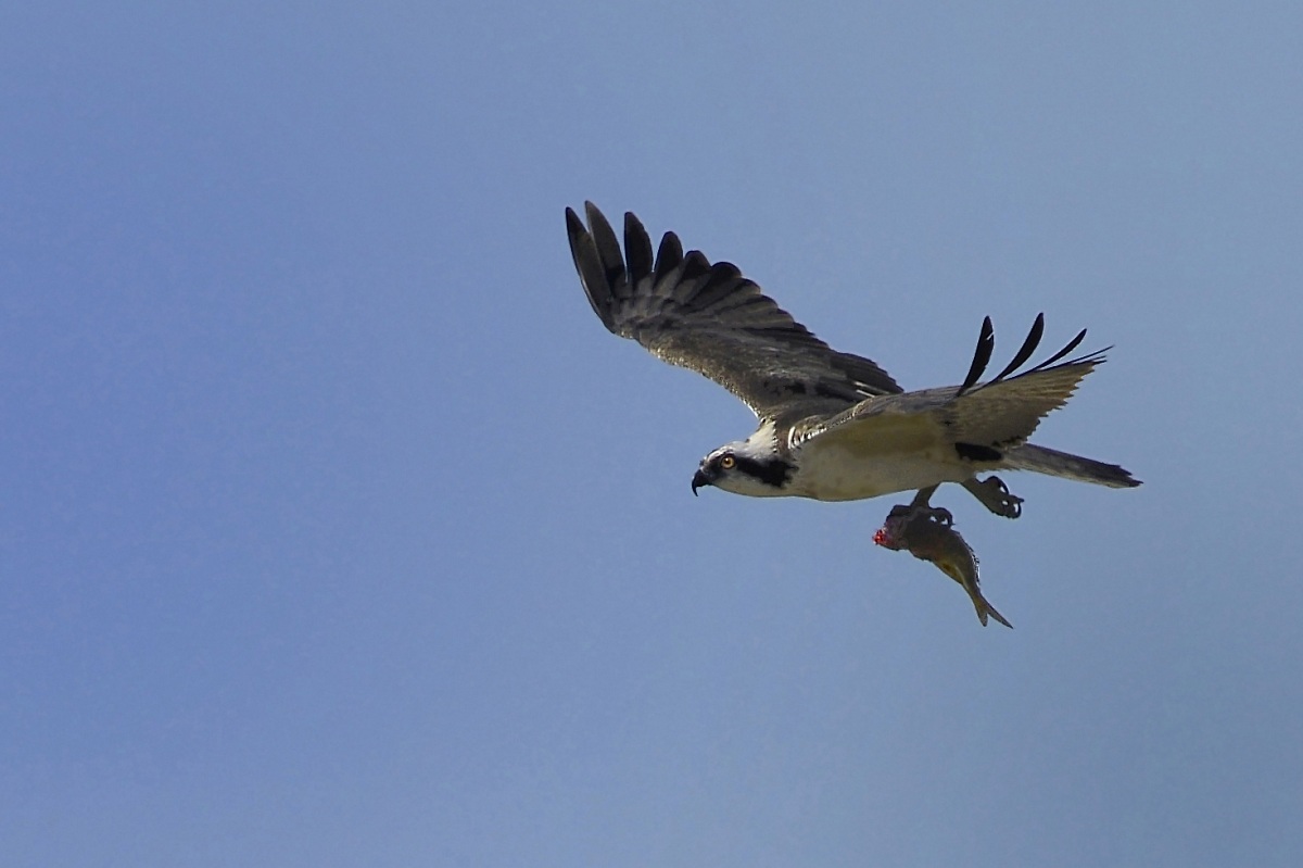 falco pescatore con pranzo