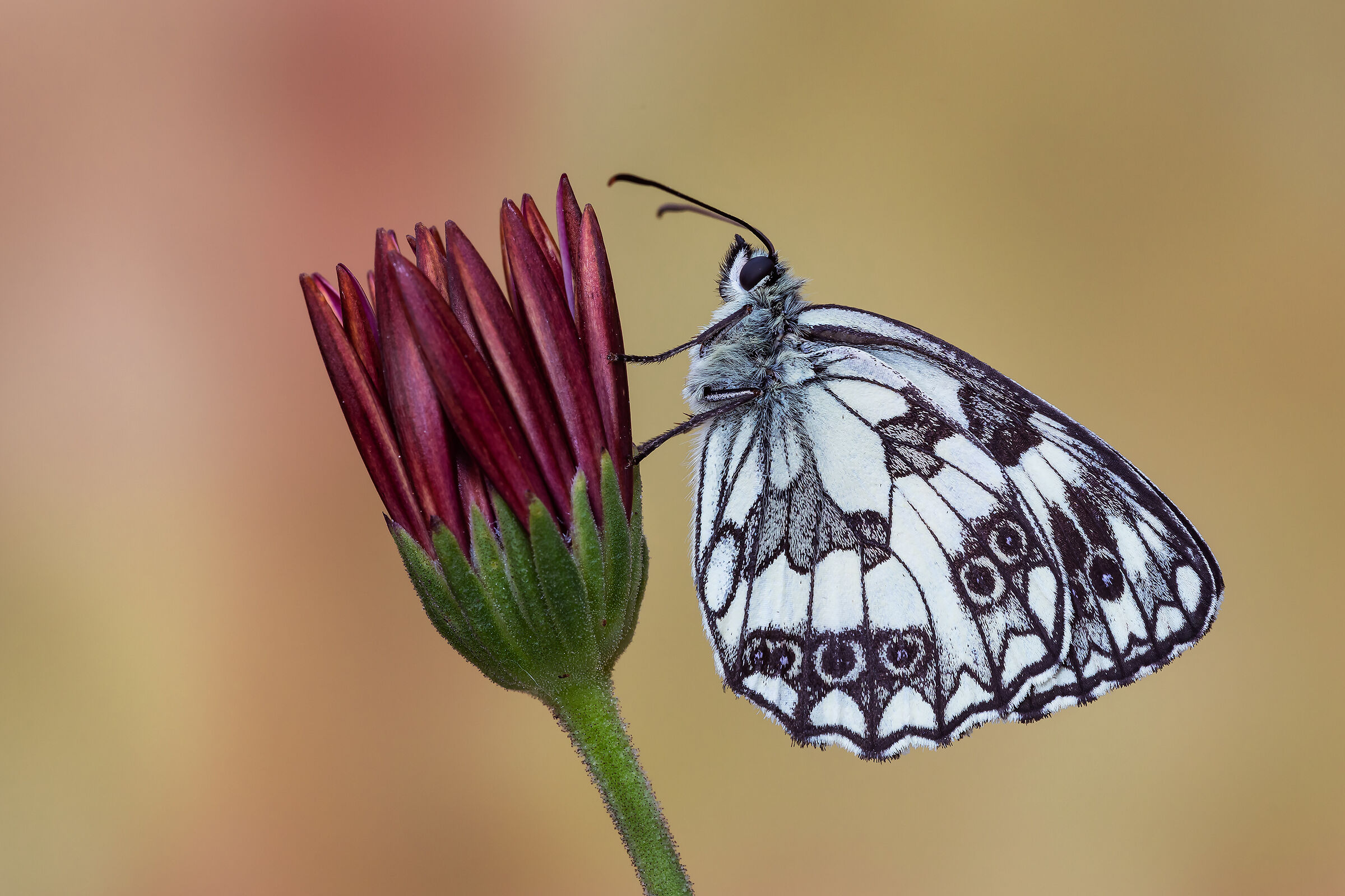 Galathea melanargia