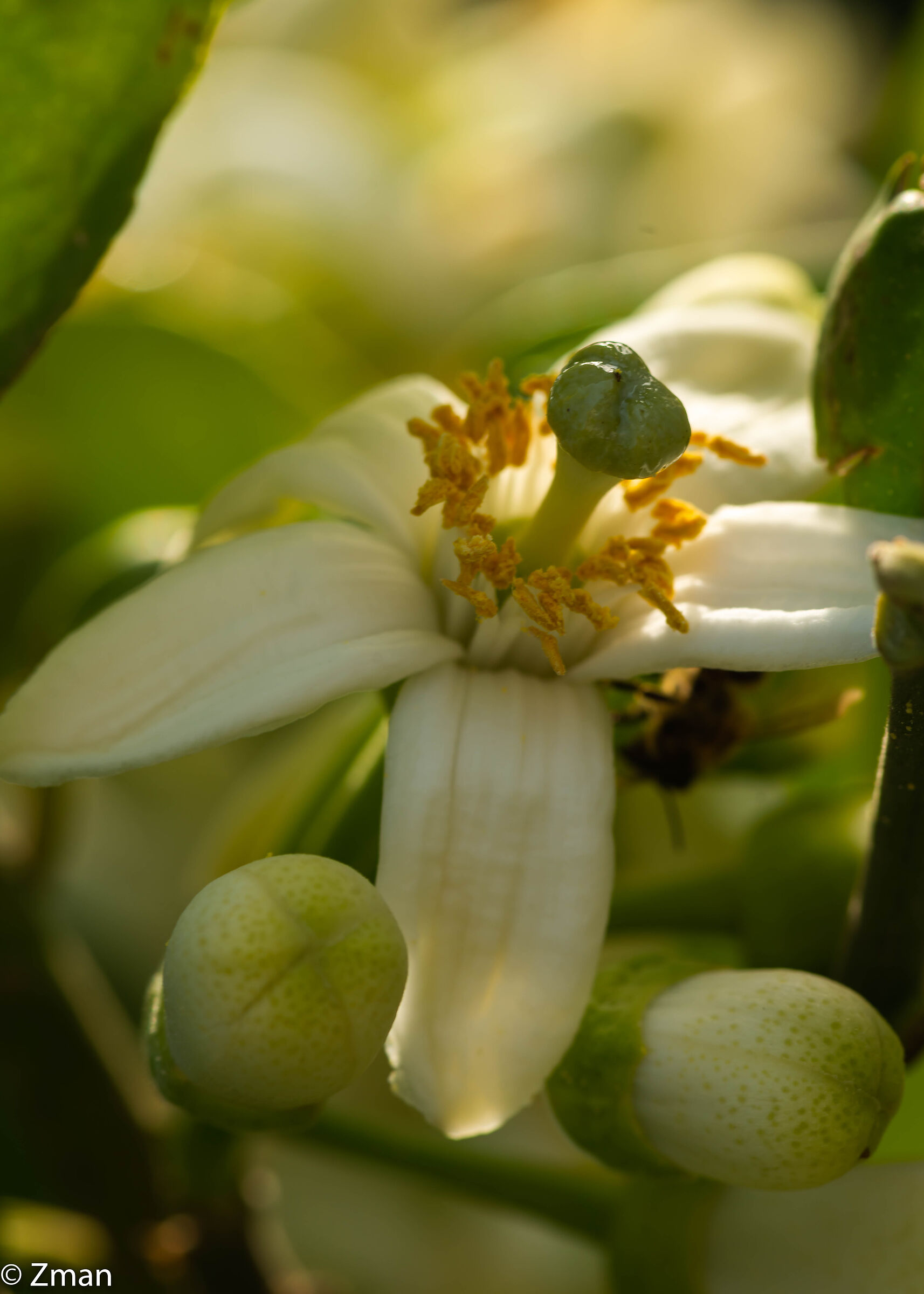Lemon-to-be Bloom
