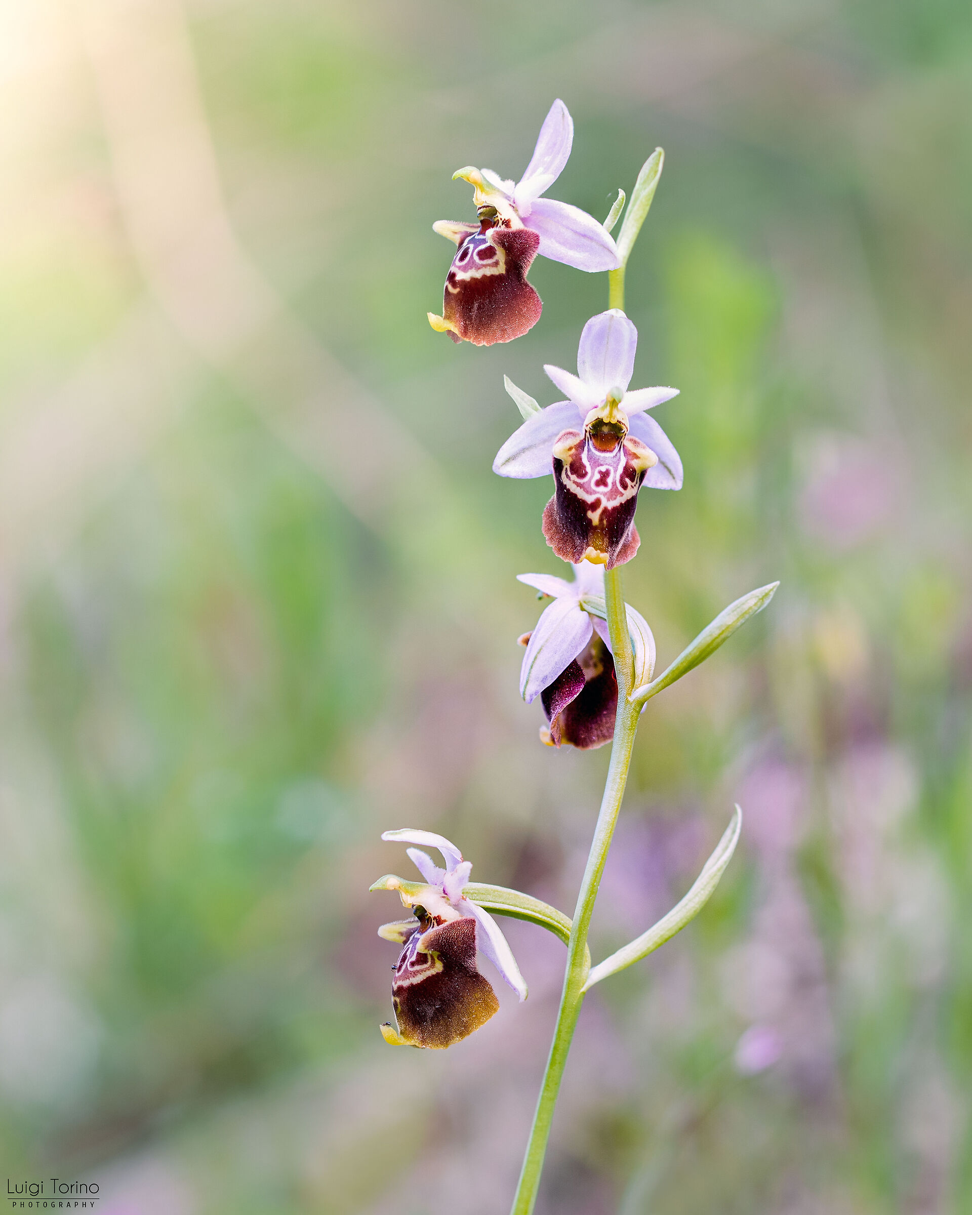 Apulic ophrys