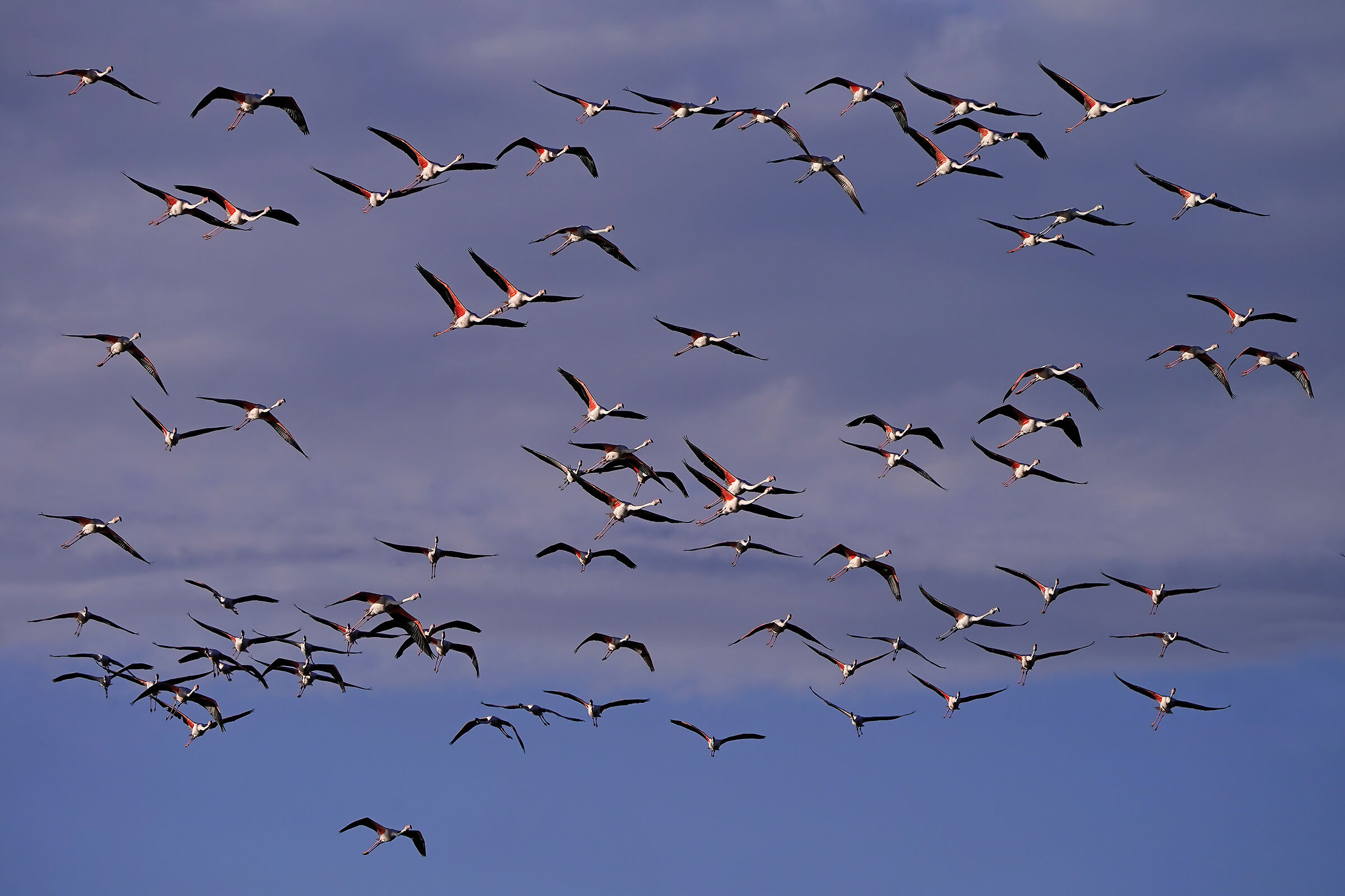 Flamingos flying at sunset
