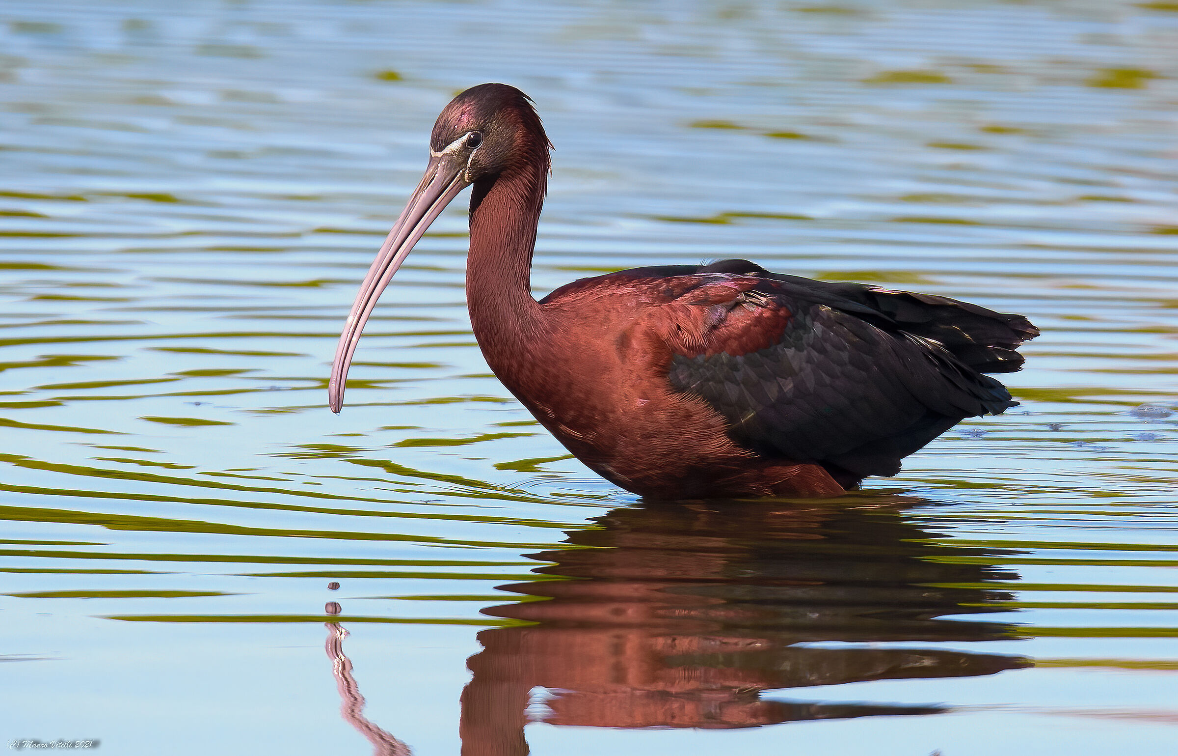 Mignattaio (Plegadis falcinellus)