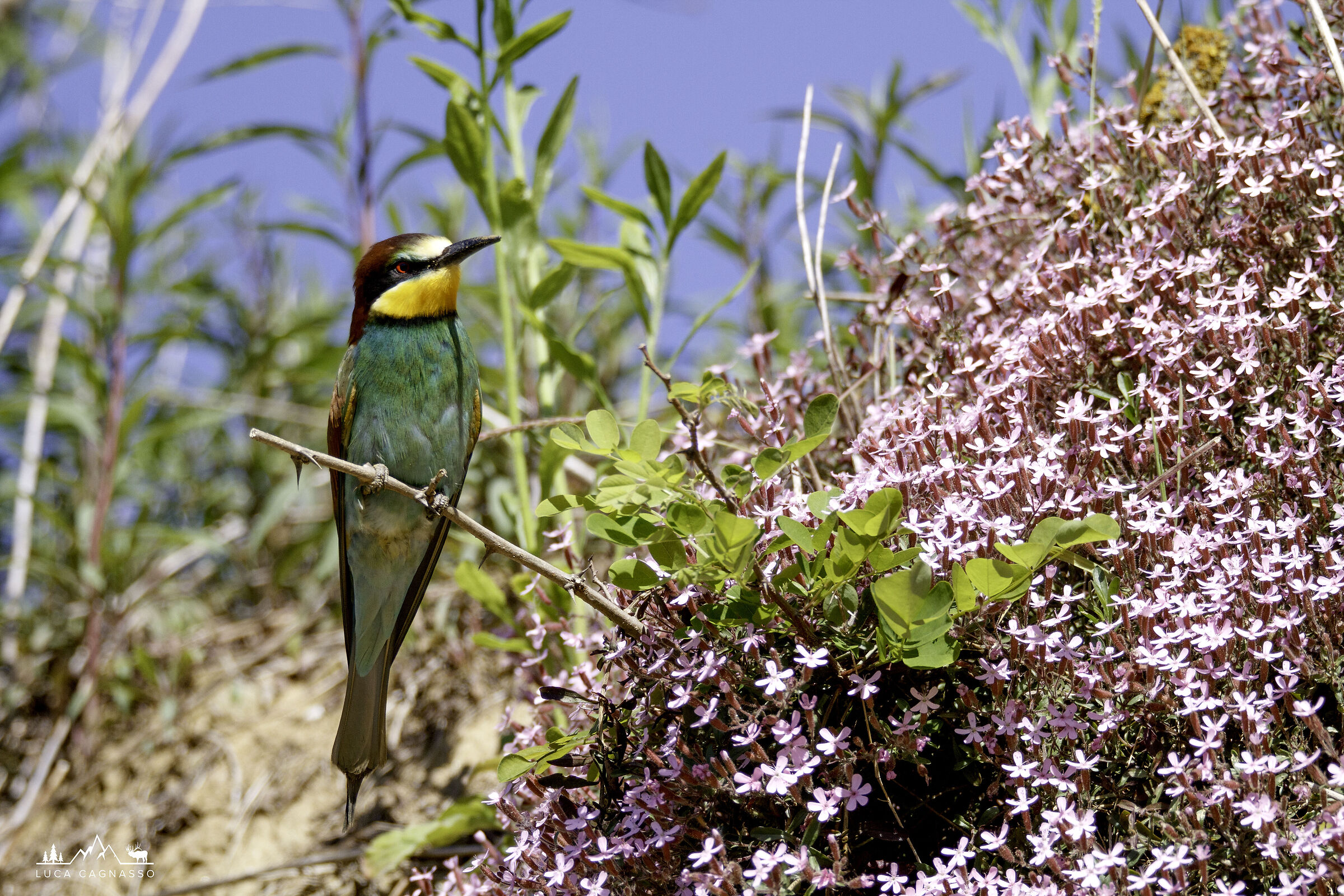 Gruccione - macchie di colore