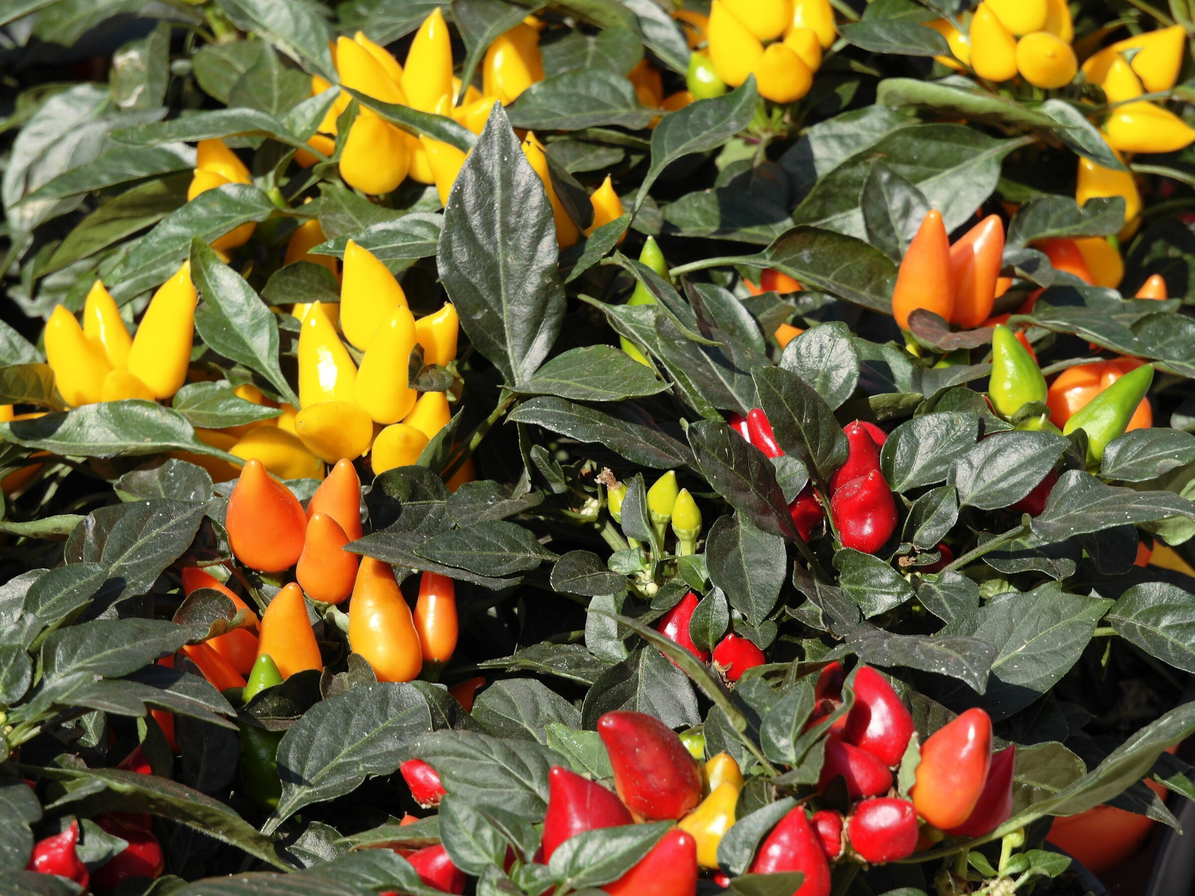 Peperoncino per tutti