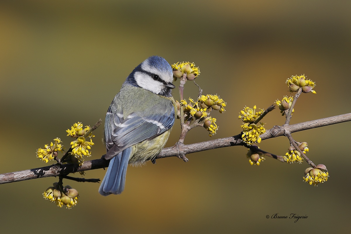 aspettando la primavera che non arriva