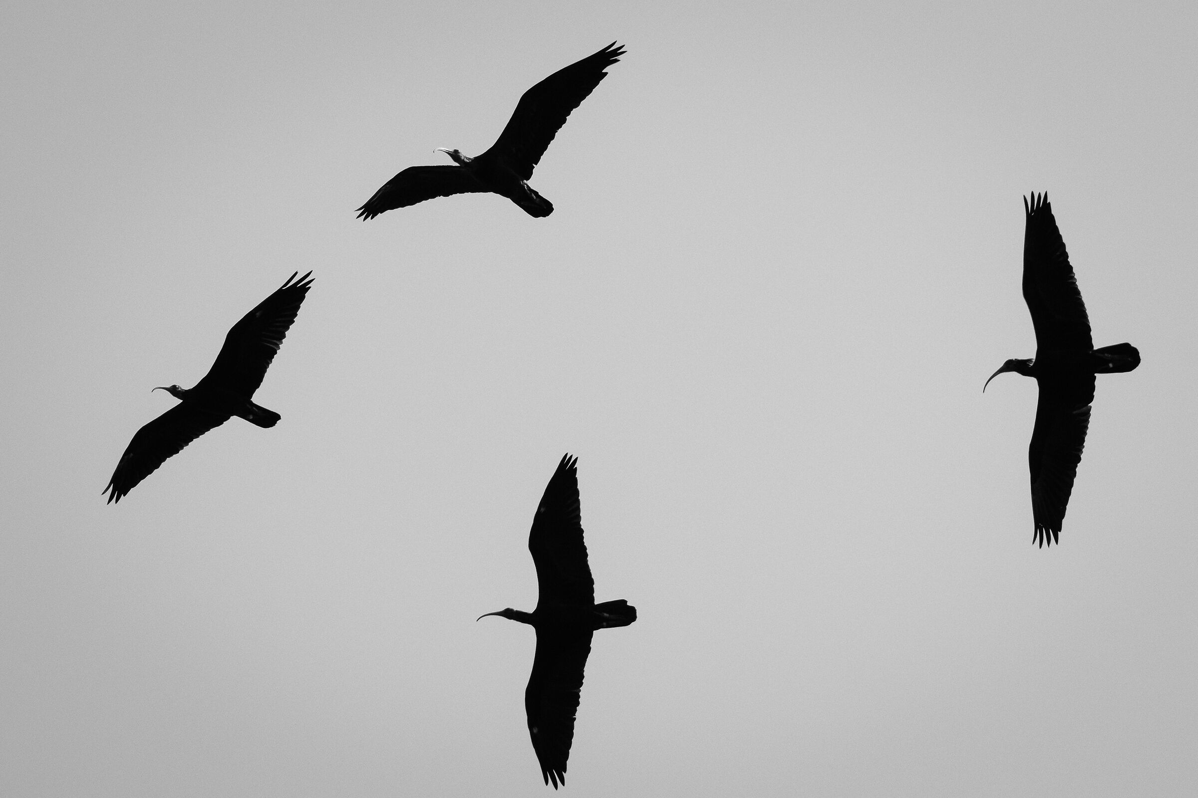 Ibis Eremita in migrazione, Laguna di Orbetello 2