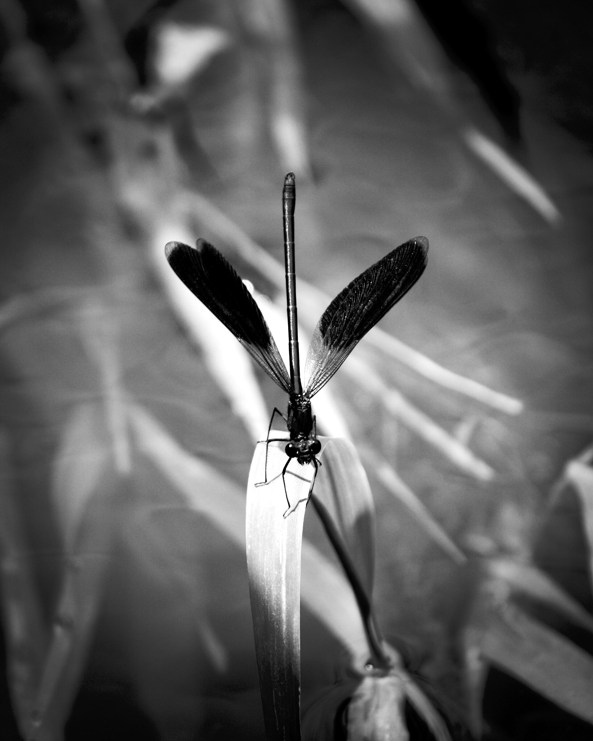 Dragonfly