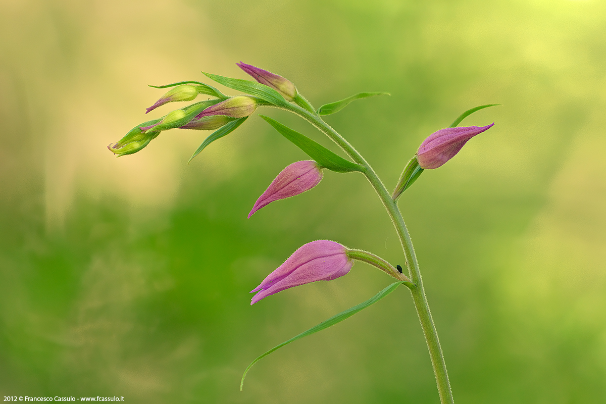 Cephalanthera rubra (L.) Rich., 1817