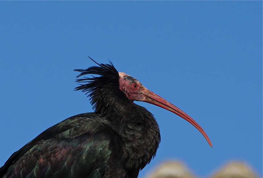 ibis eremita