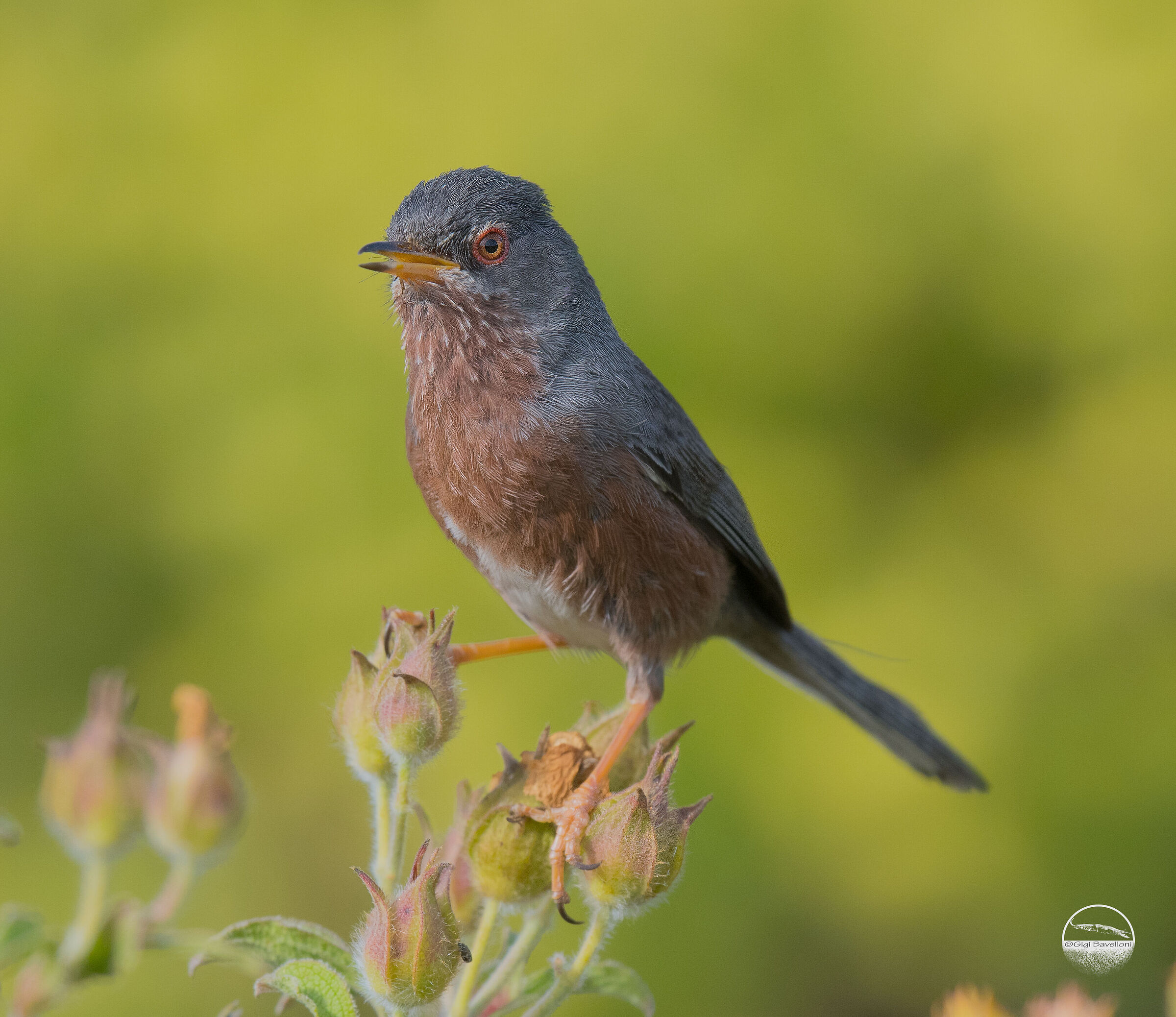 Dartford warbler