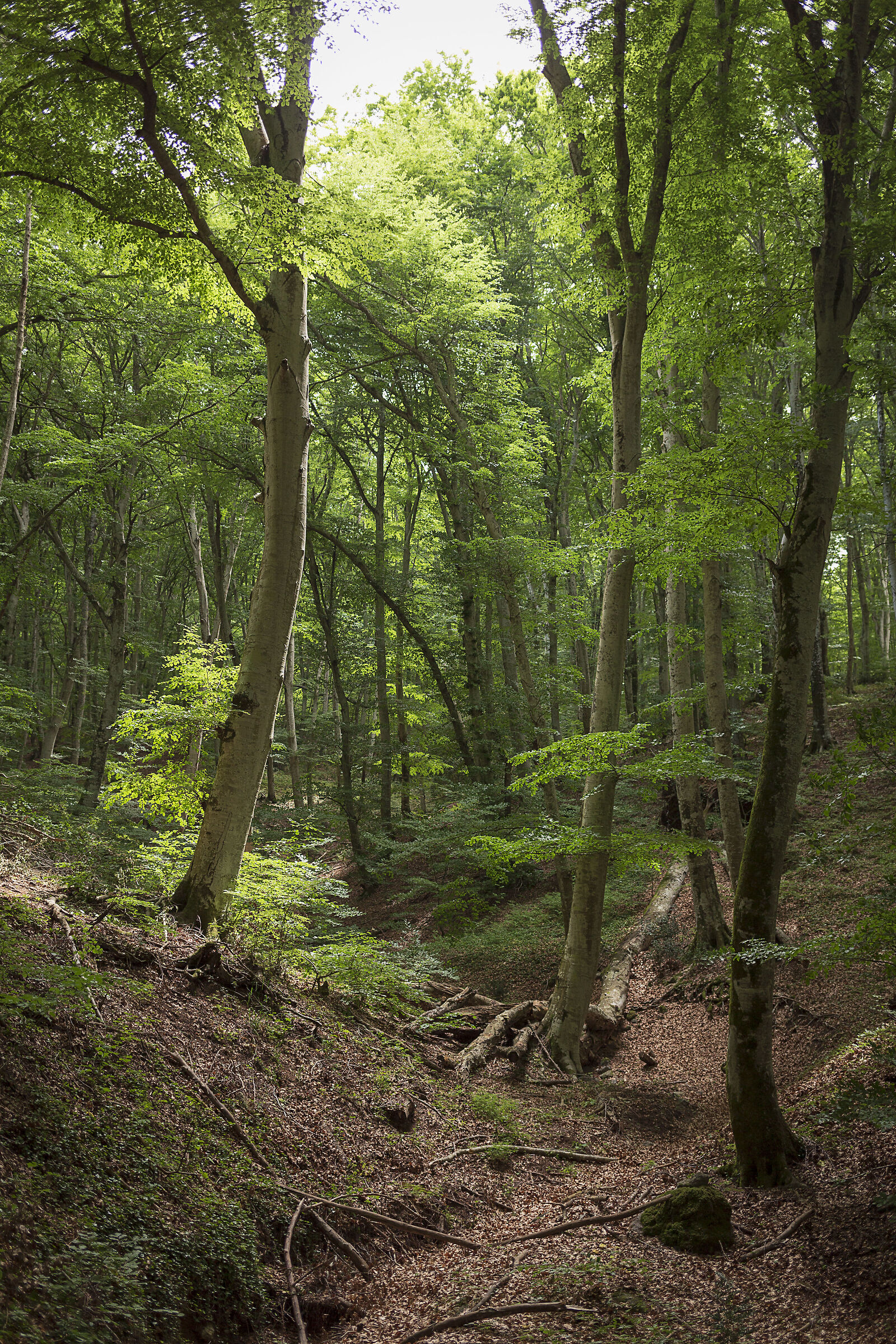 Breathe the fairytale