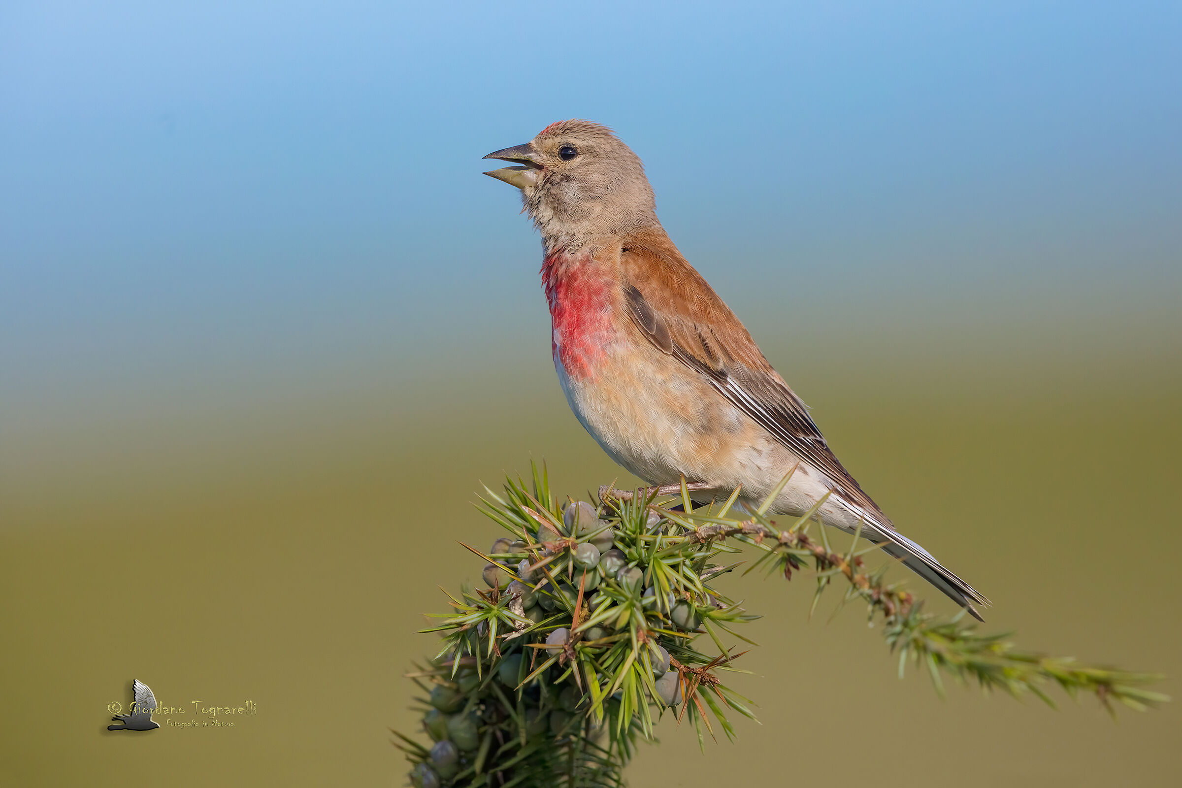 Fanello maschio (Carduelis cannabina)