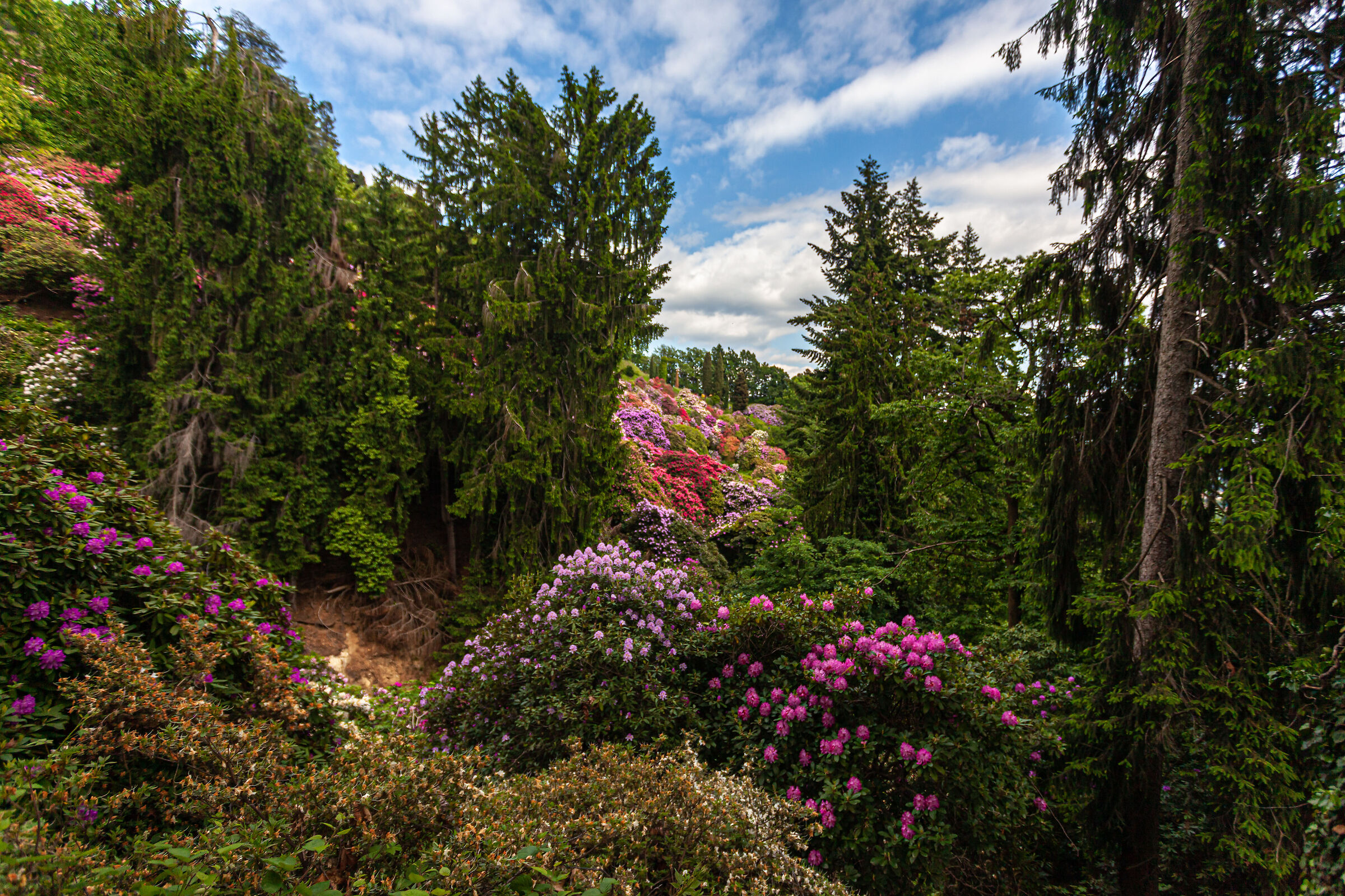 Parco della Burcina - Pollone (BI)