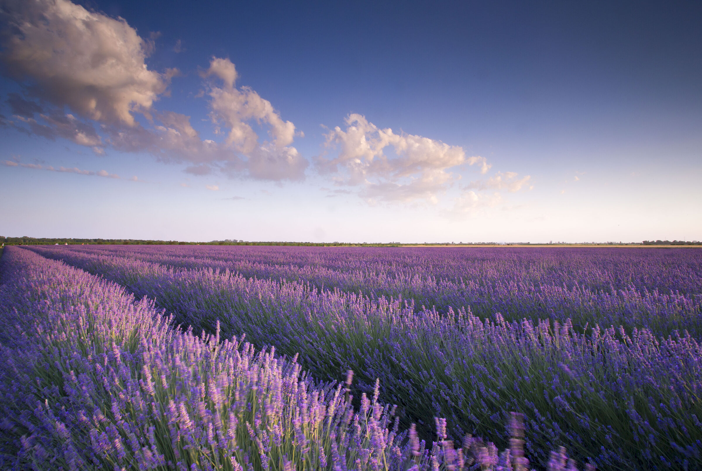 lavanda polesana 1