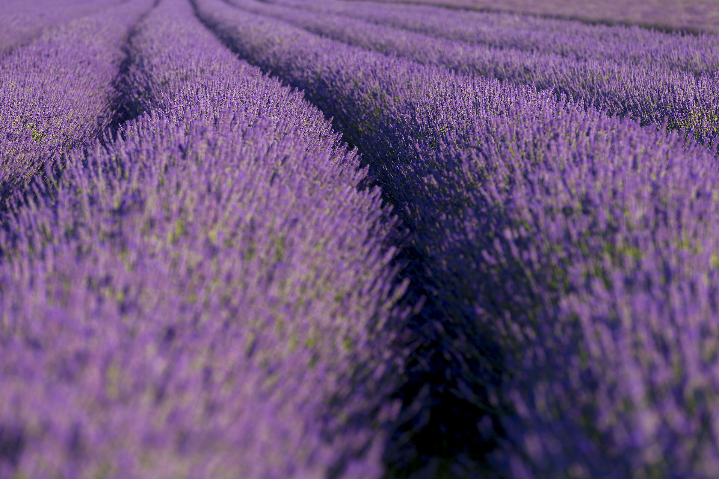 lavanda polesana 2