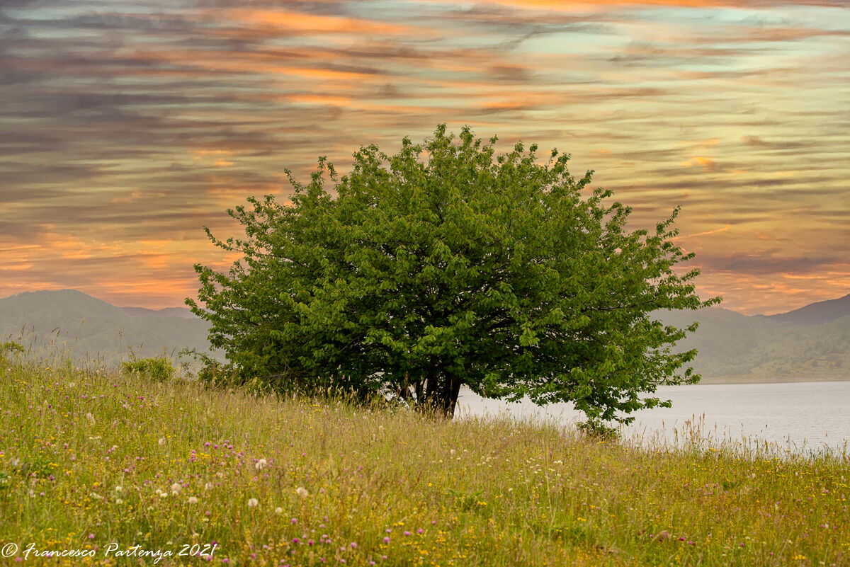 tree