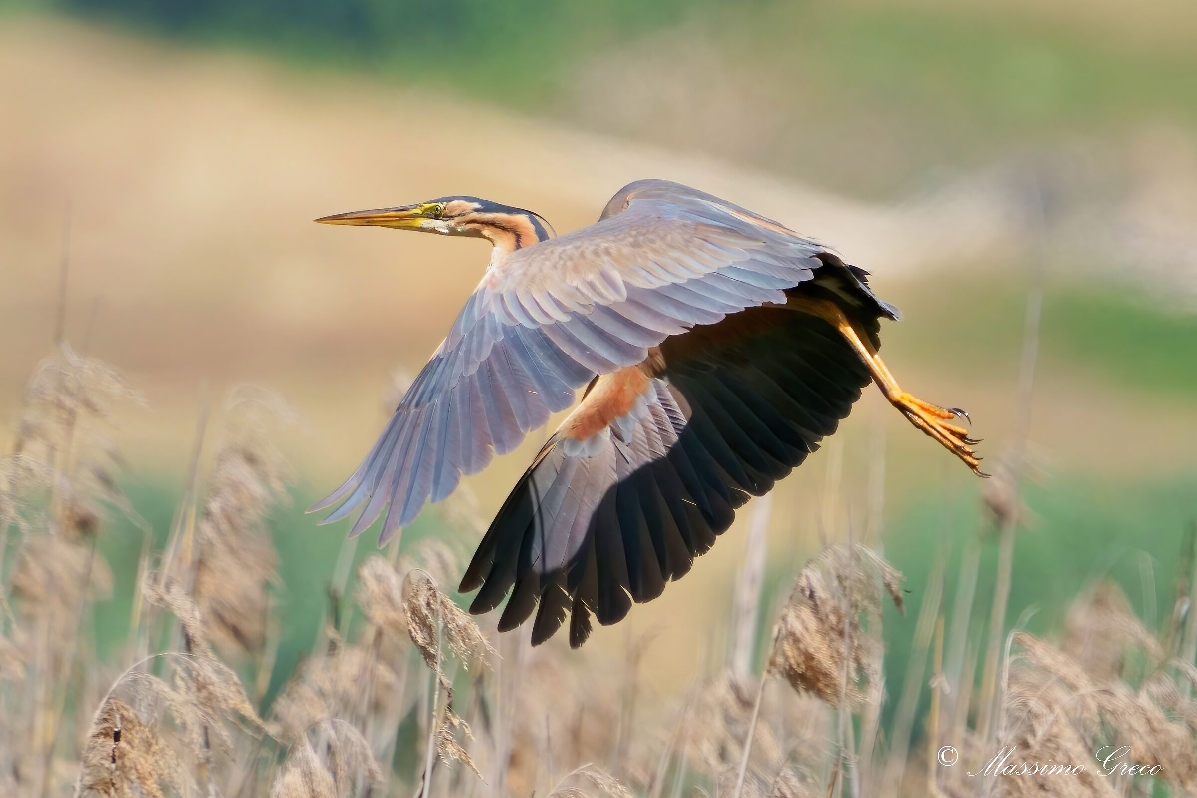 Airone rosso (Ardea purpurea)