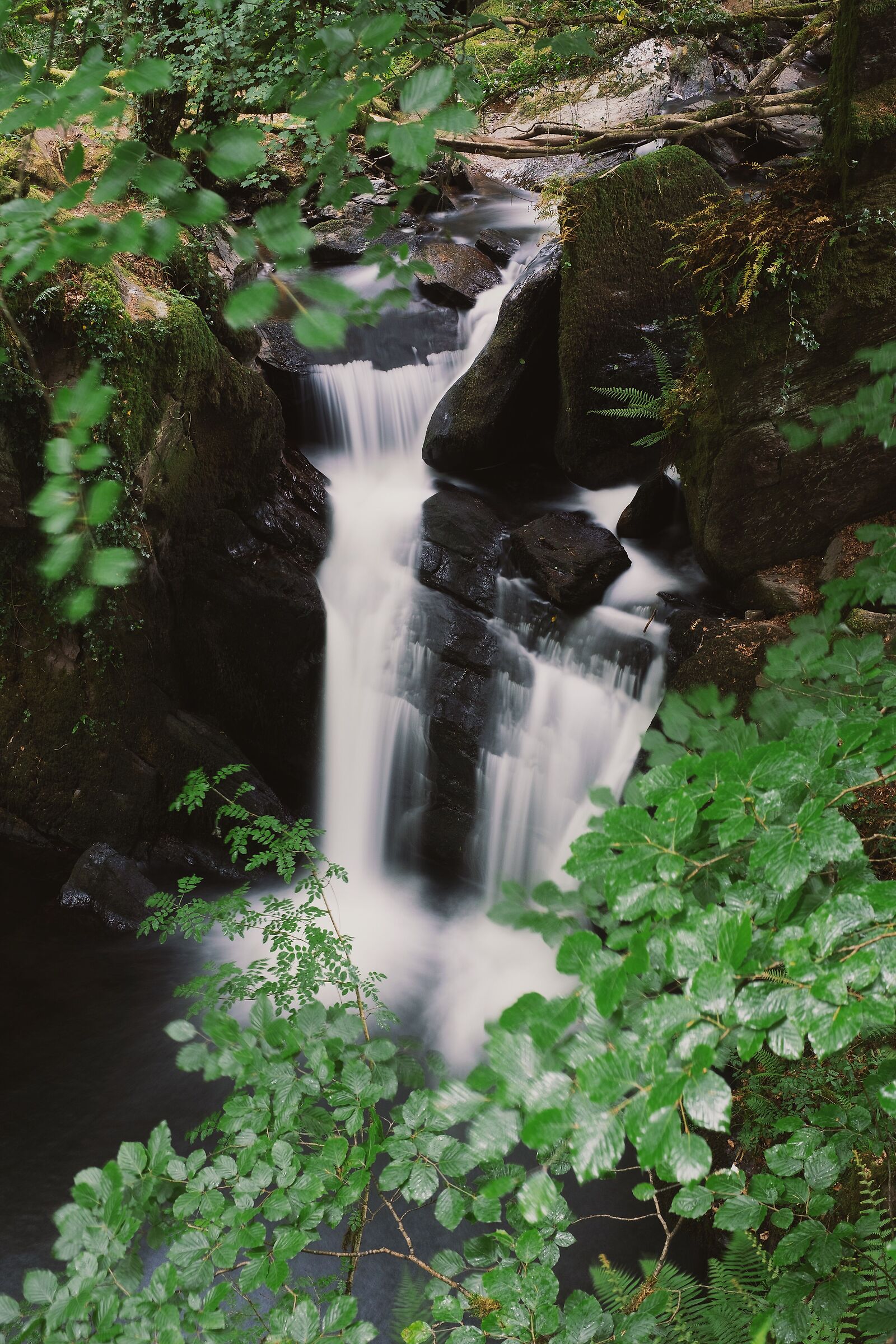 Mullinhassig Wood & Waterfalls, Cork, Ireland