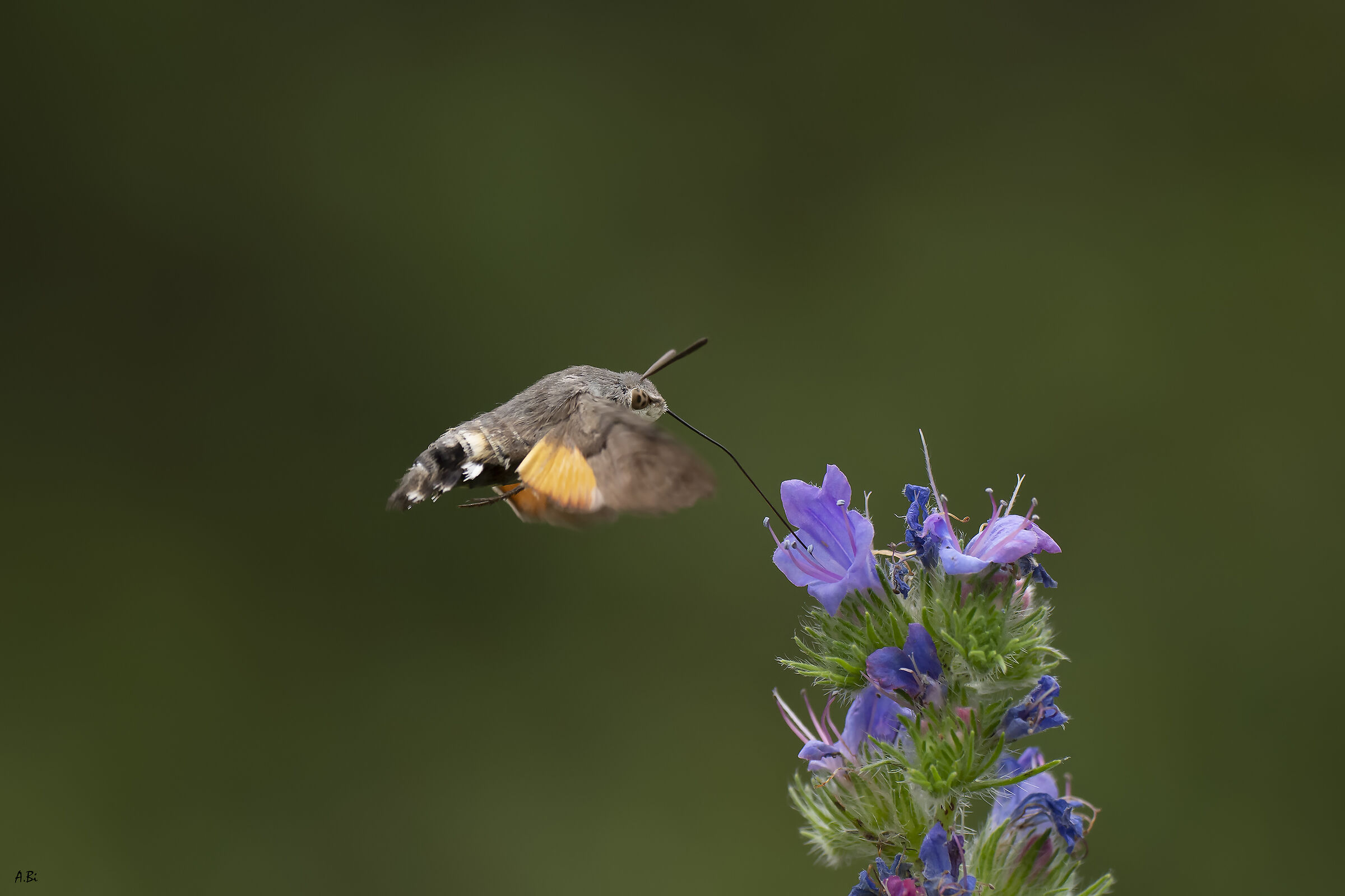 Macroglossum stellatarum