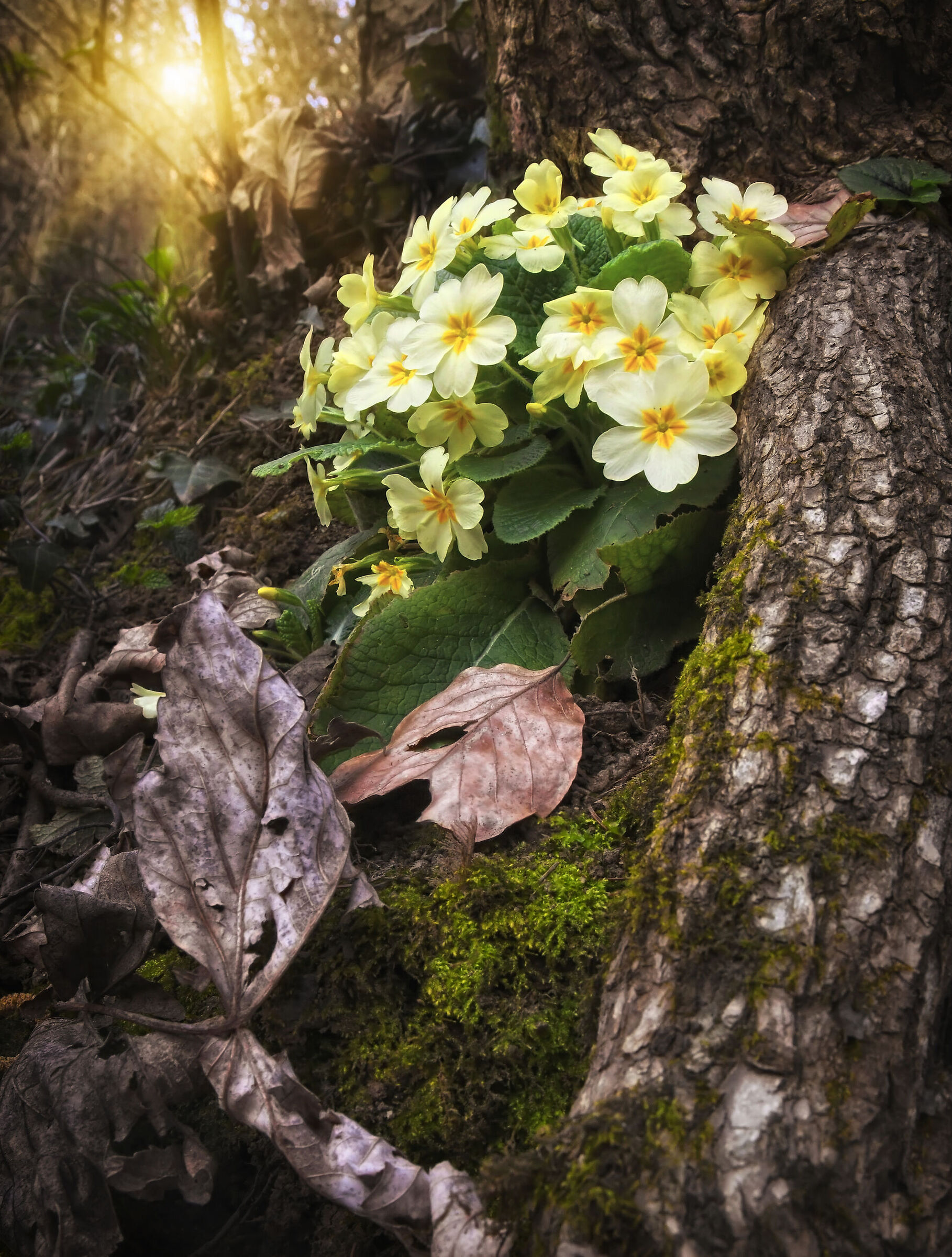 Nell'ombra del bosco