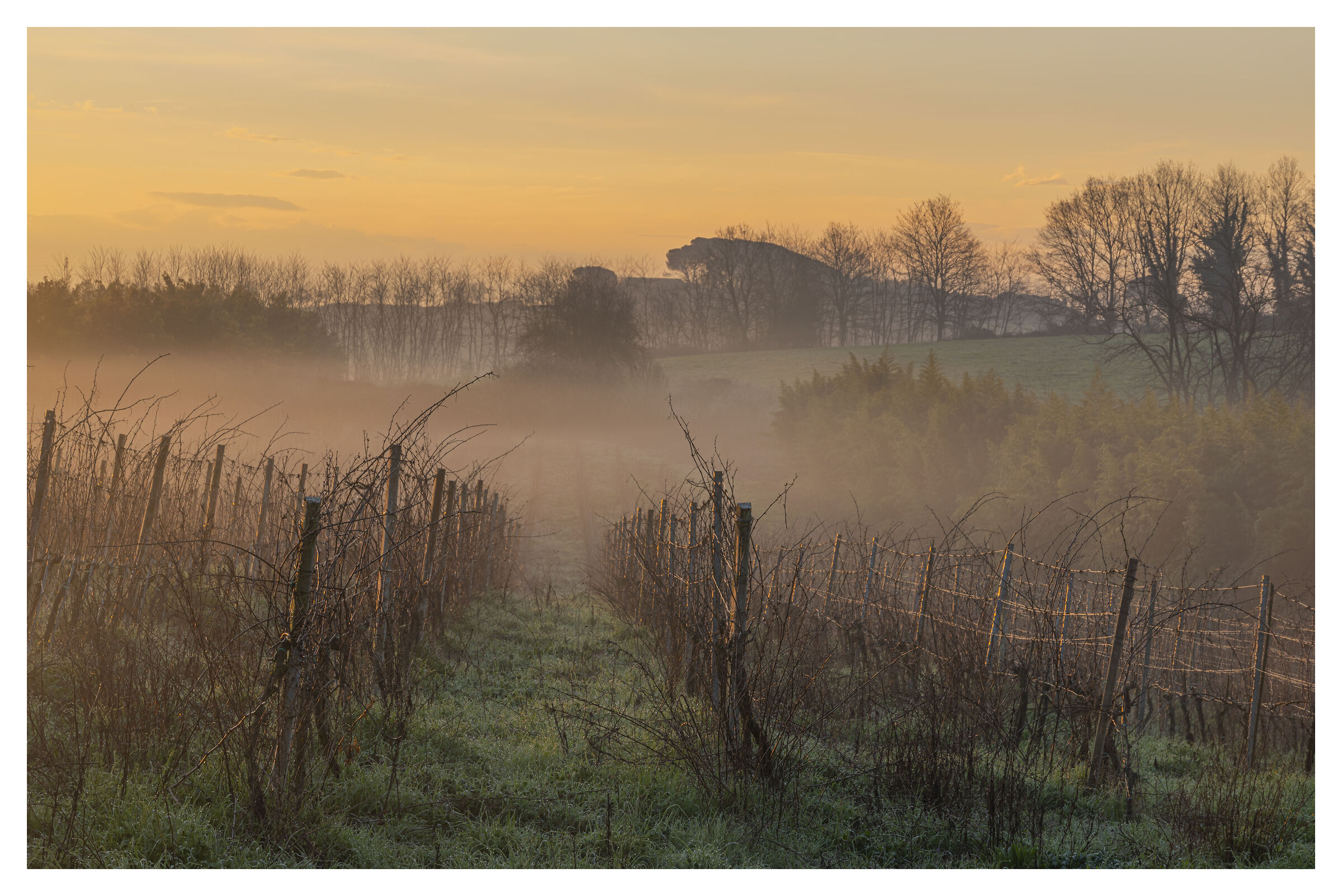 Vineyard at dawn