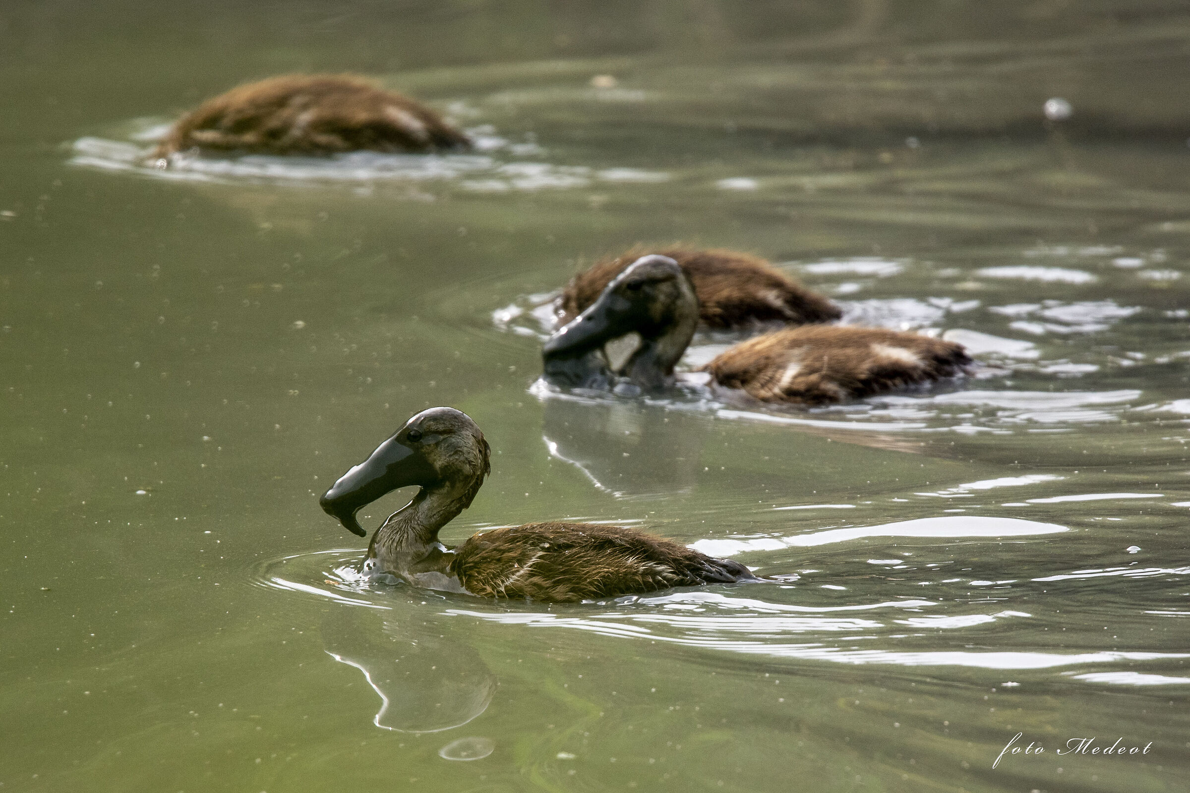 Oggi ci siamo infangati tutti