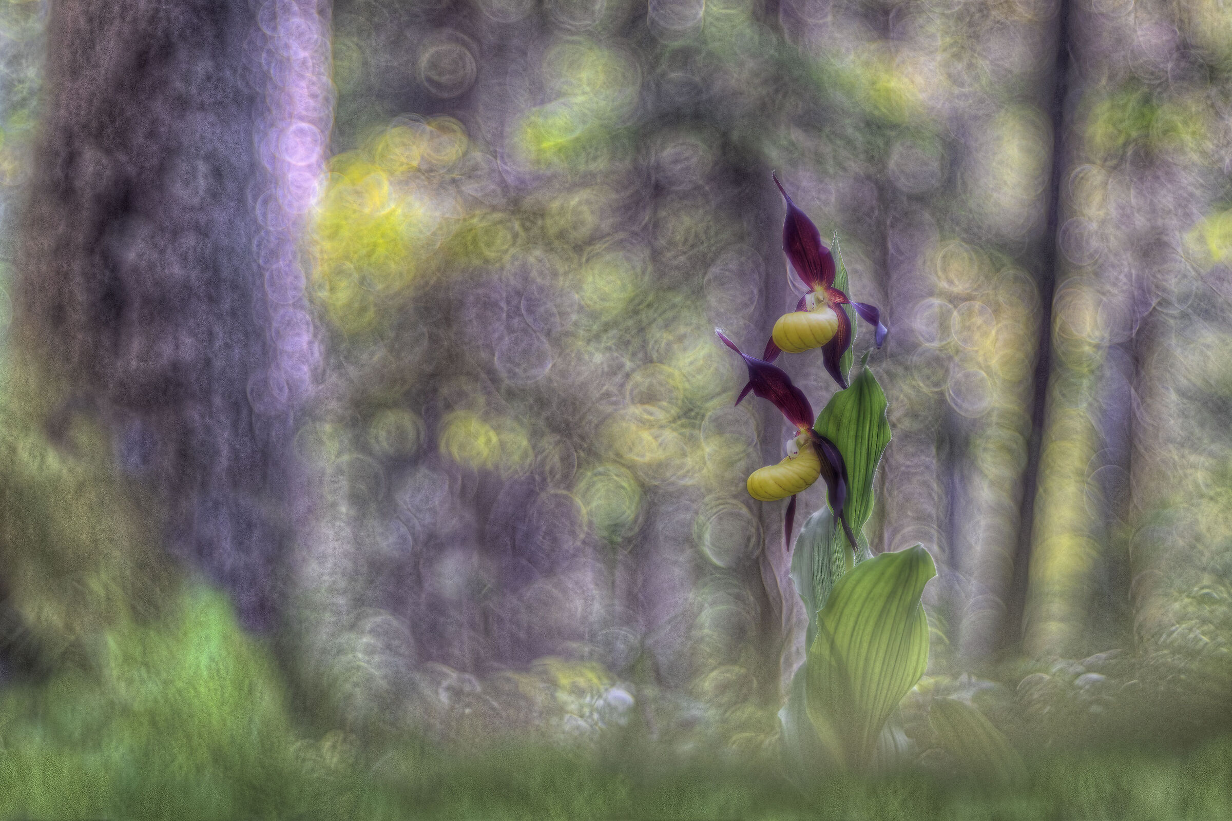 at the edge of the woods