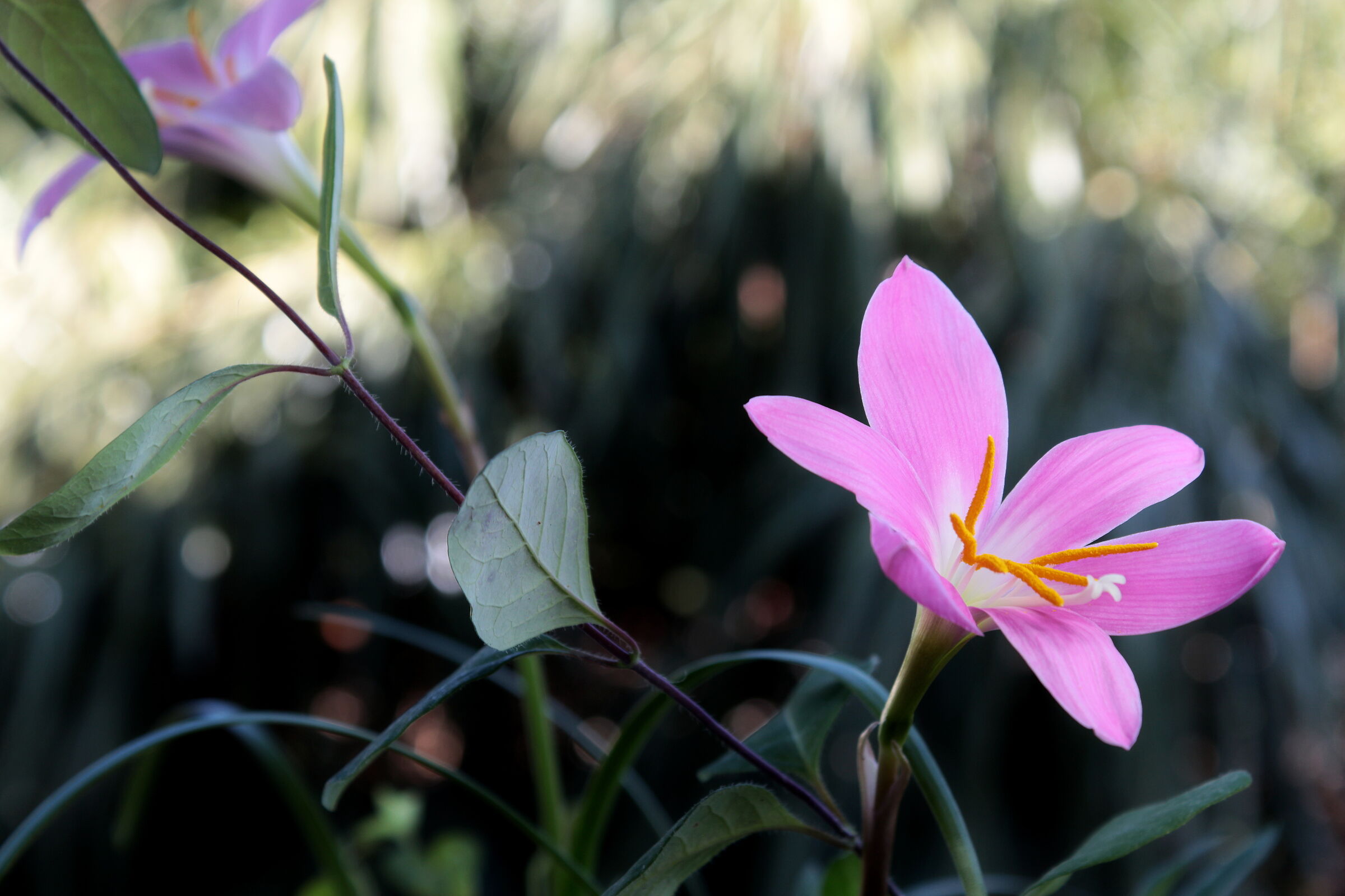 zhephirantes rosea