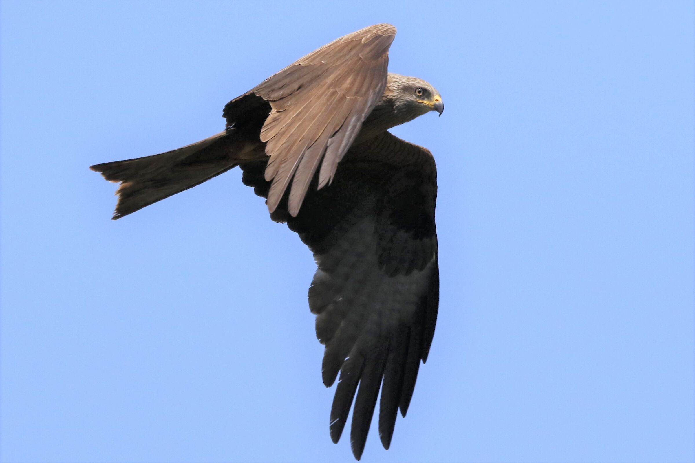 Brown kite (whole figure)