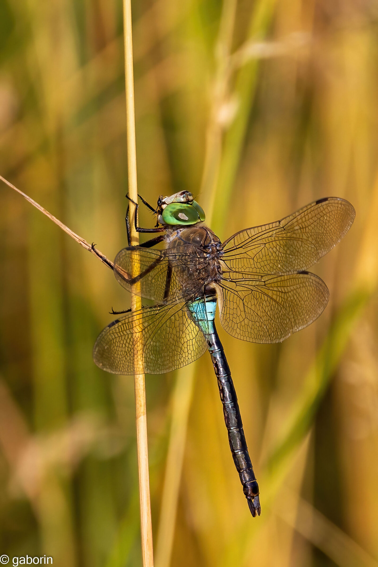 anax parthenope (m)