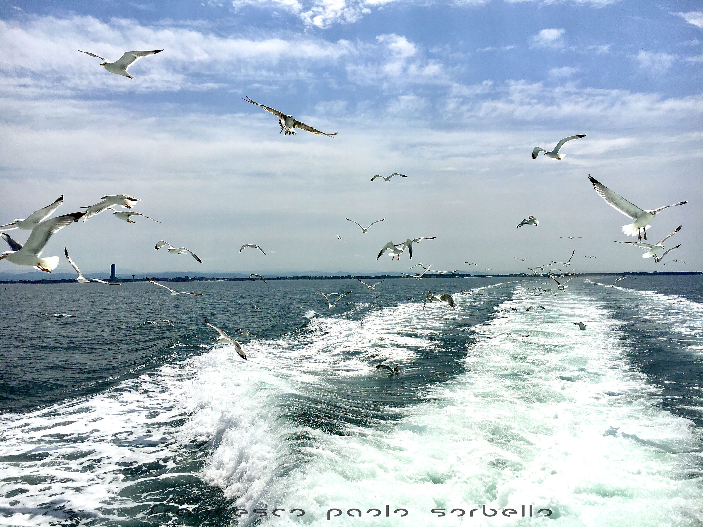 Inseguito dai gabbiani