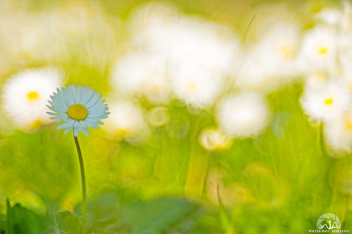 Arriva la primavera?