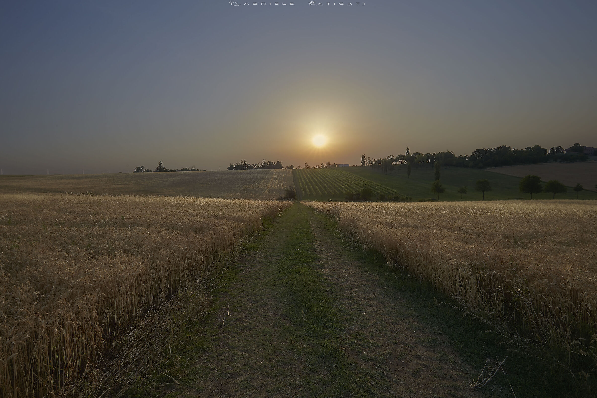 Sunset over wheat fields