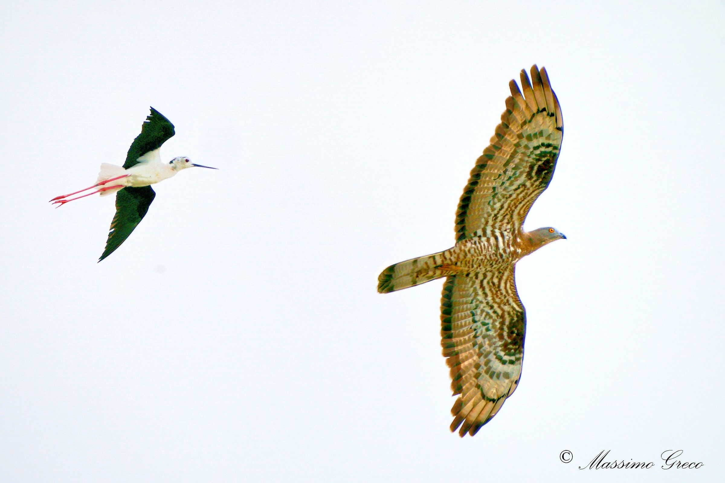 Falco pecchiaiolo inseguito deal Cavaliere