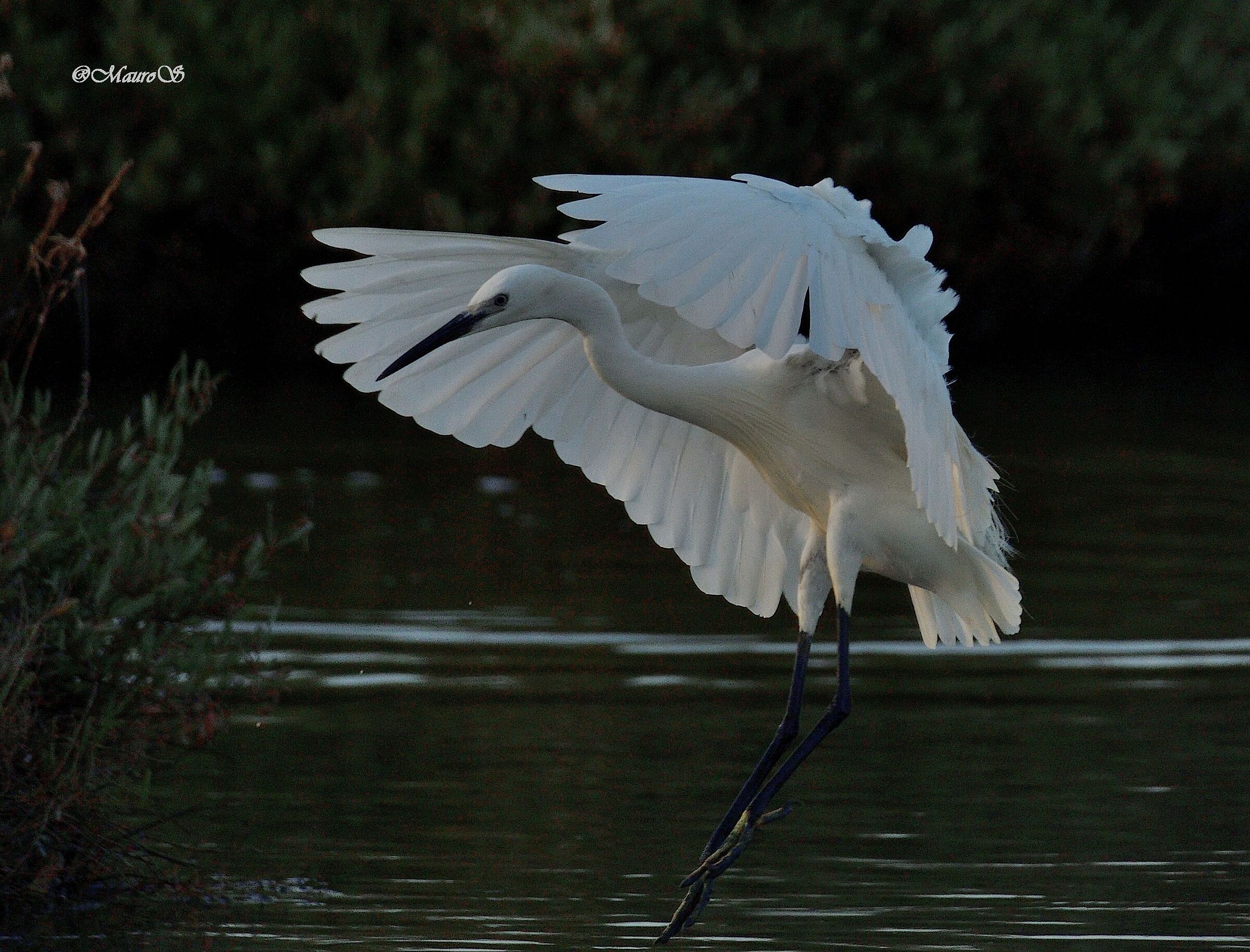 egret