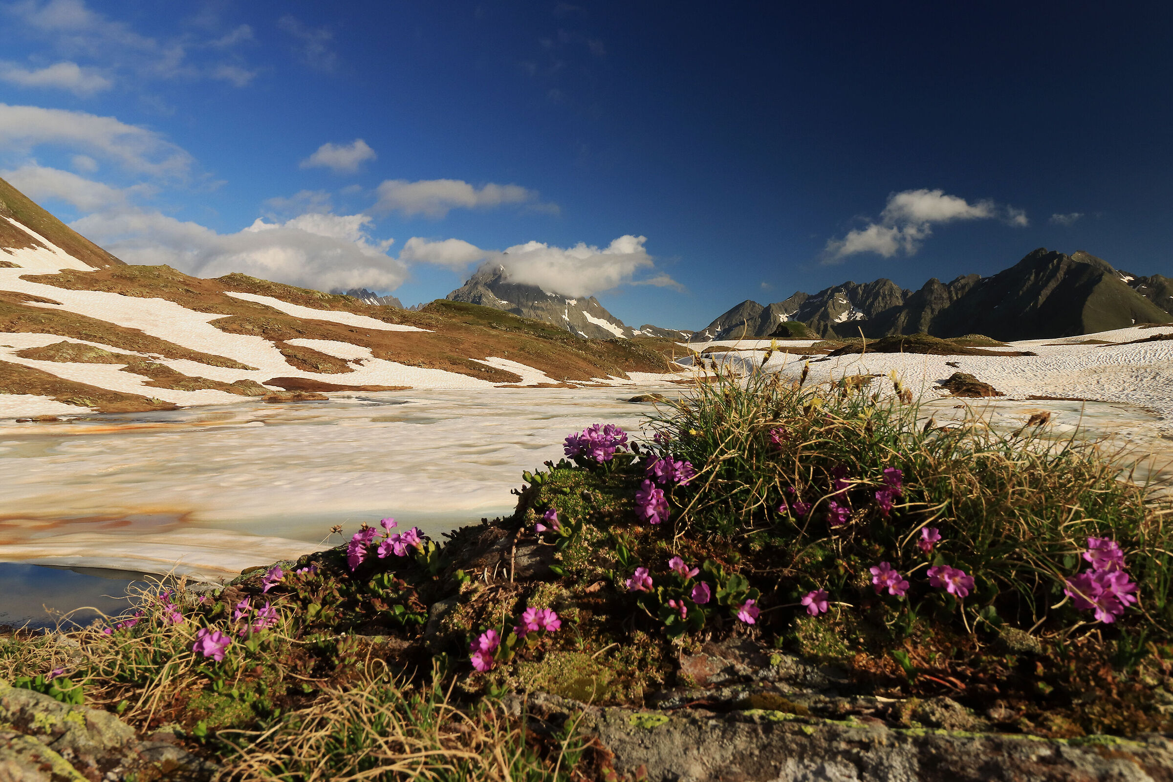 among frozen flowers and lakes