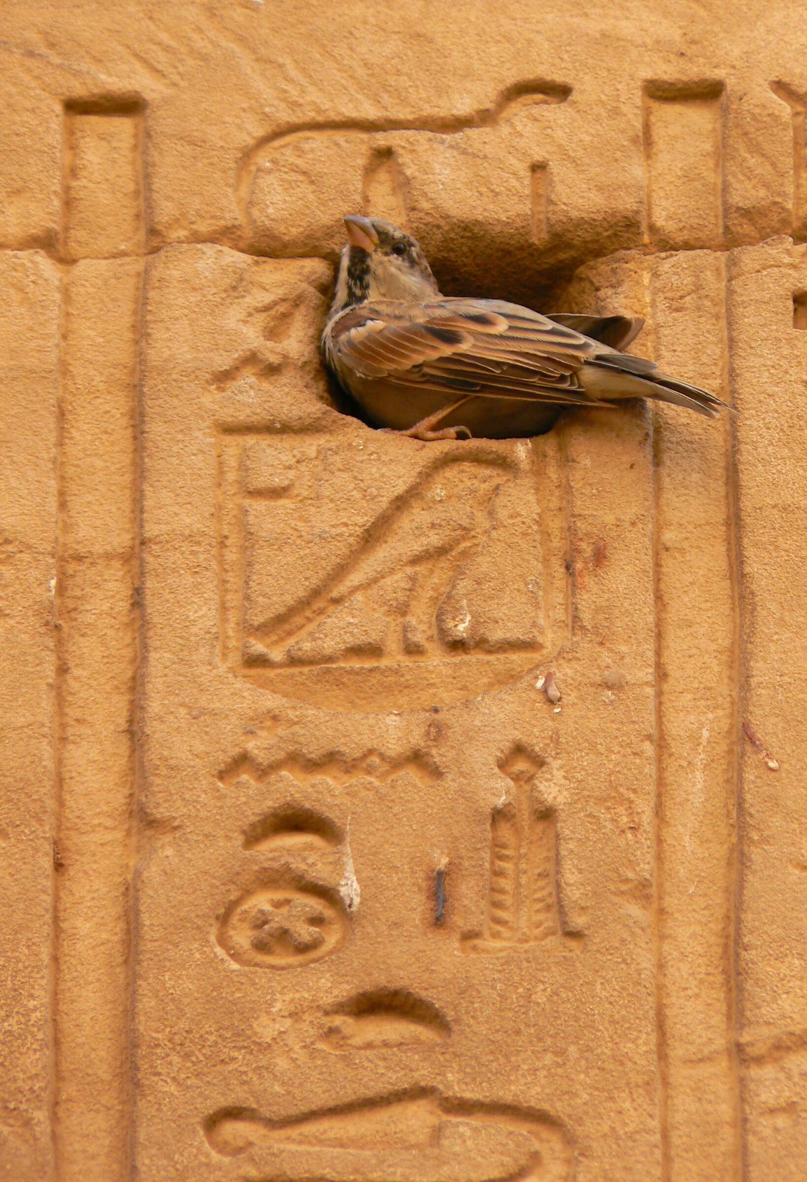 passerotto tra i geroglifici