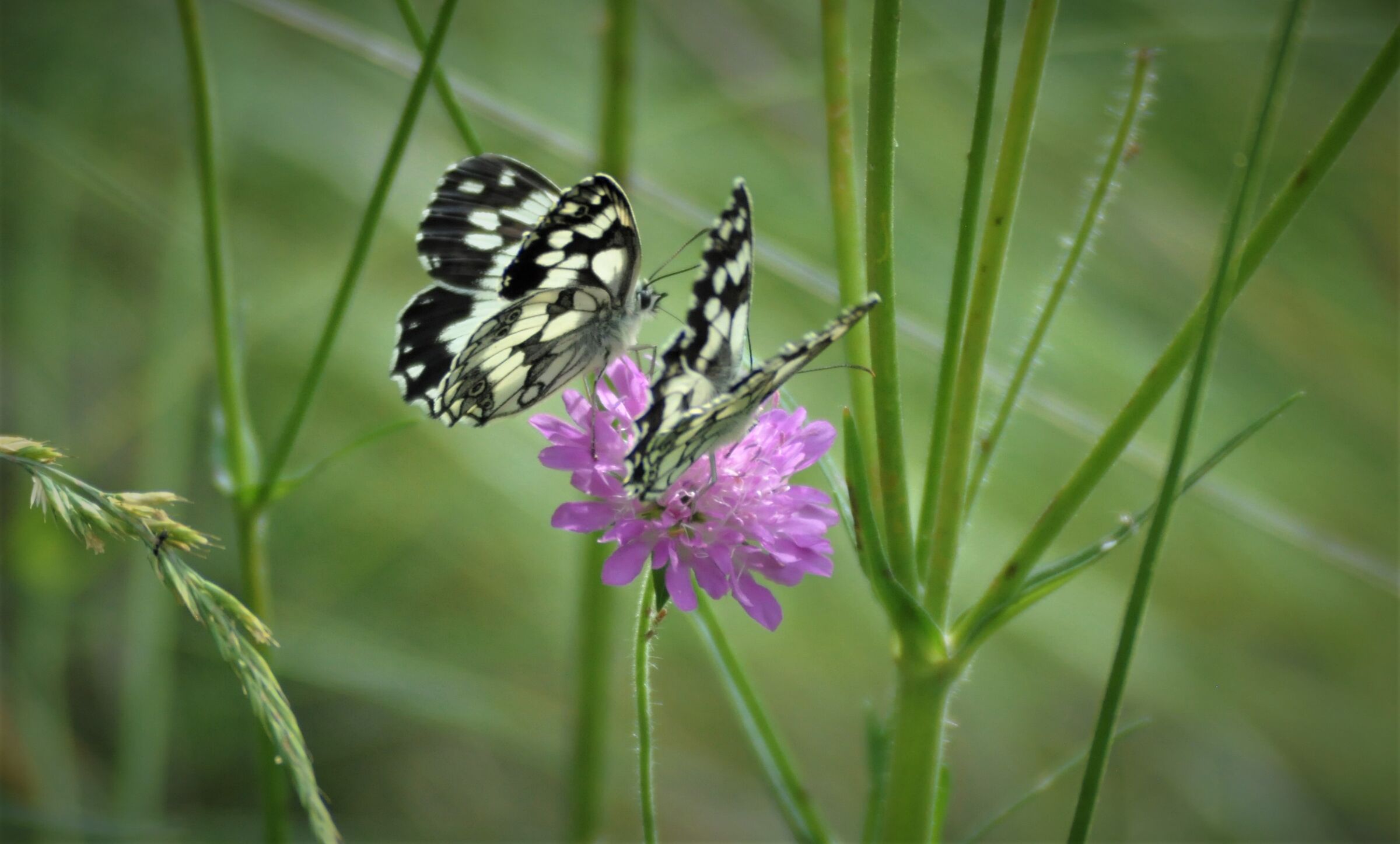 Two Butterflies