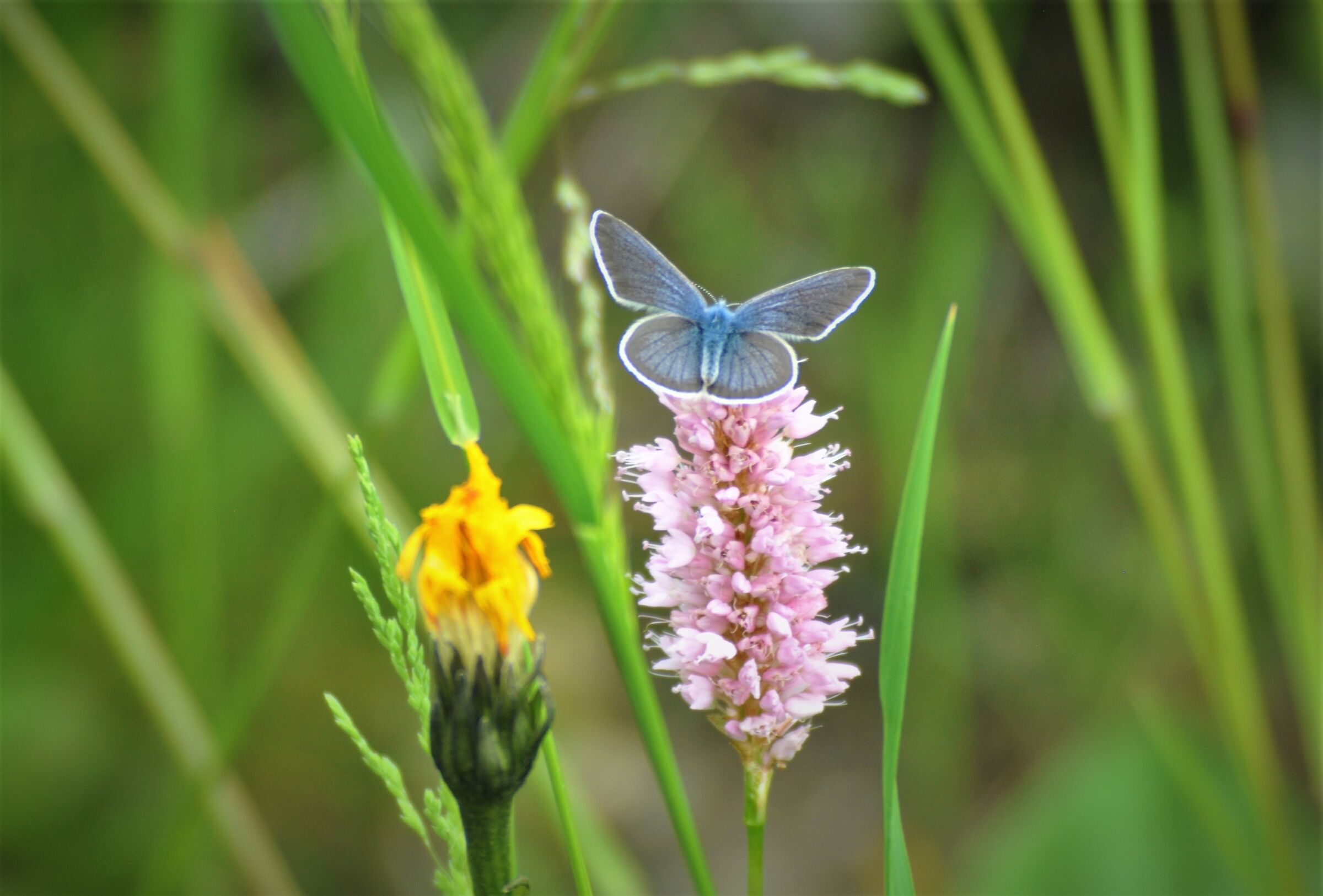 Butterfly 8
