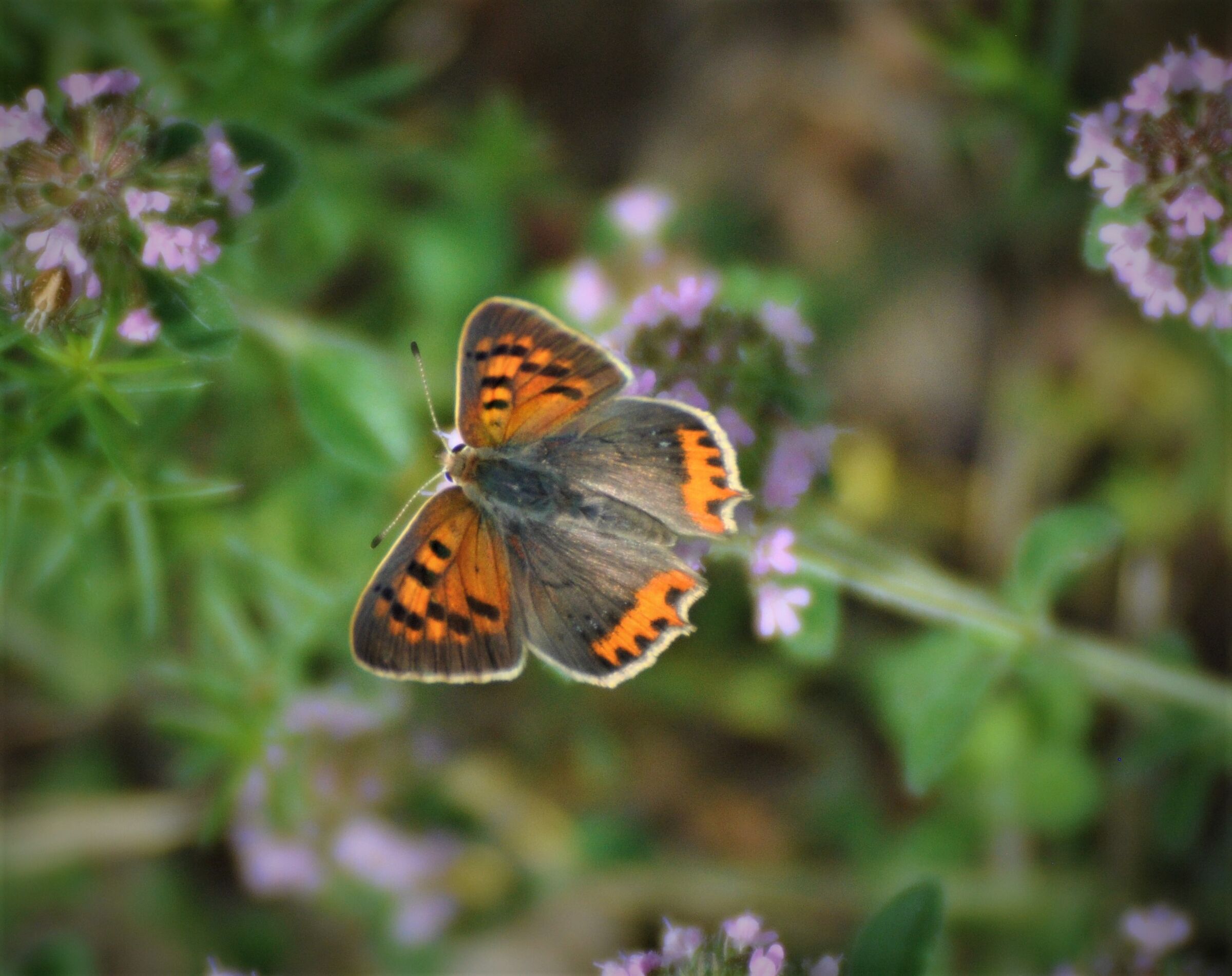 Butterfly 10 b