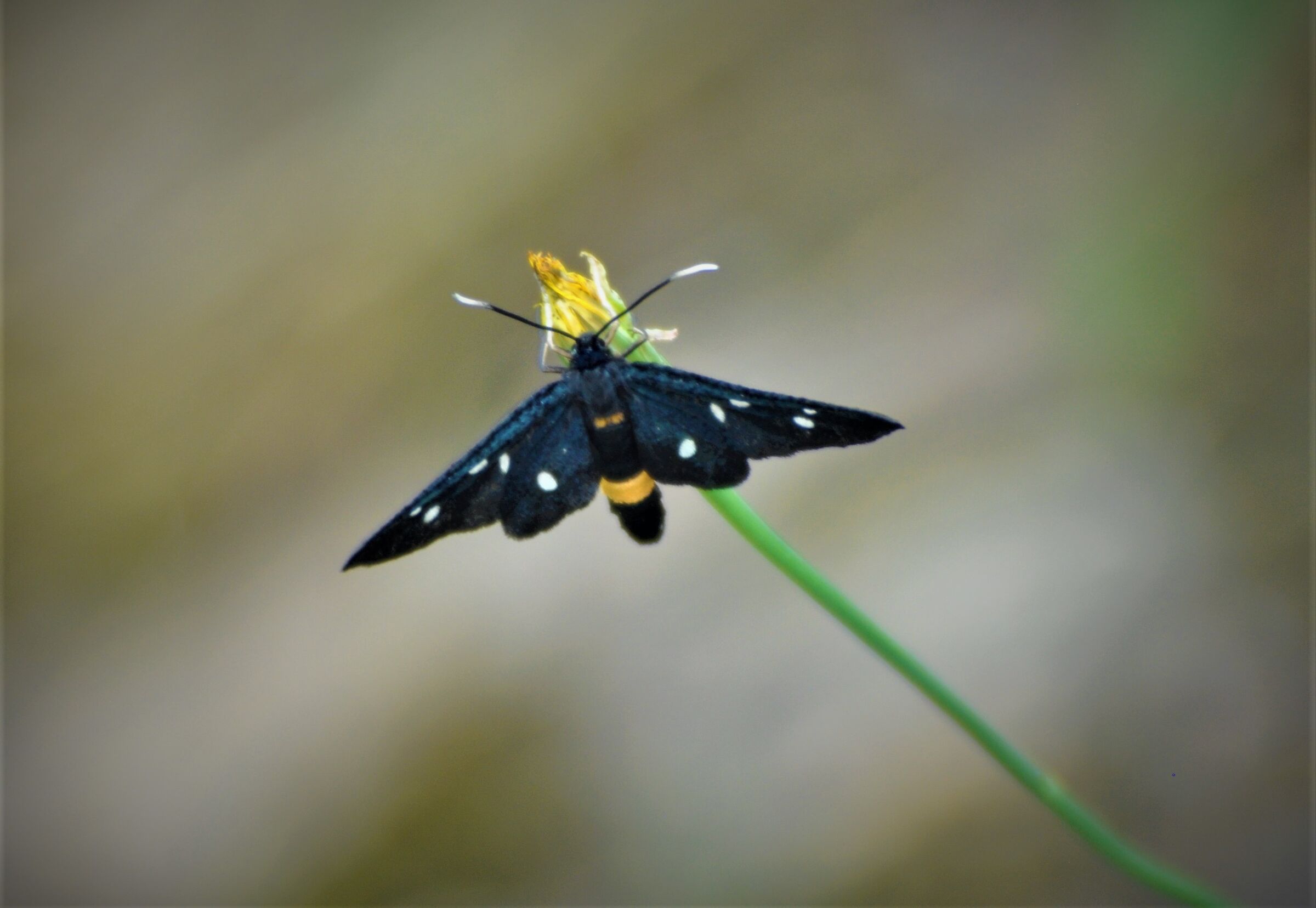 Butterfly 9